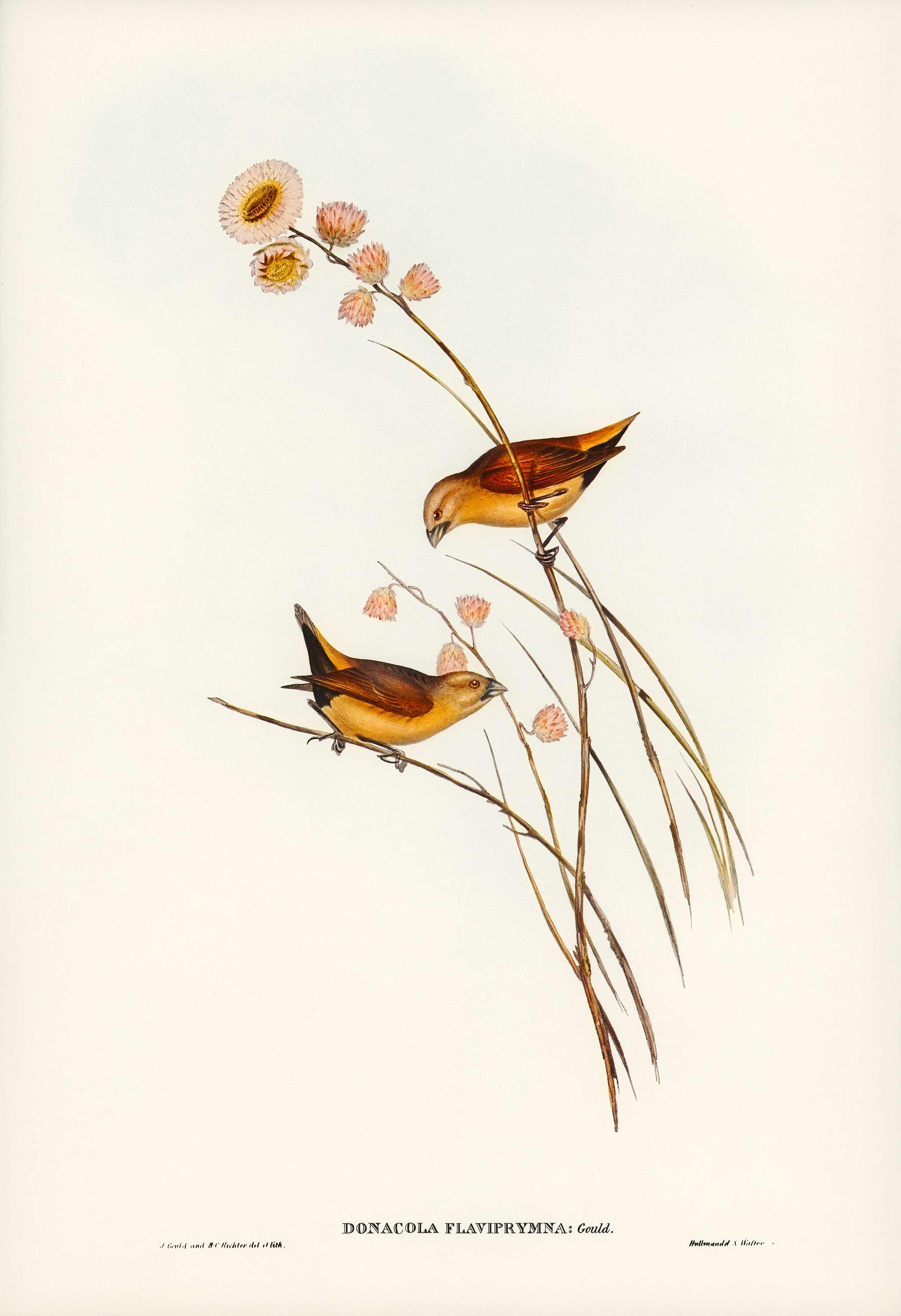 Yellow-rumped Finch (Donacola flaviprymna, Gould) illustrated by Elizabeth Gould (1804–1841) for John Gould’s (... Yellow-rumped Finch (Donacola flaviprymna, Gould) illustrated by Elizabeth Gould (1804–1841) for John Gould’s (...