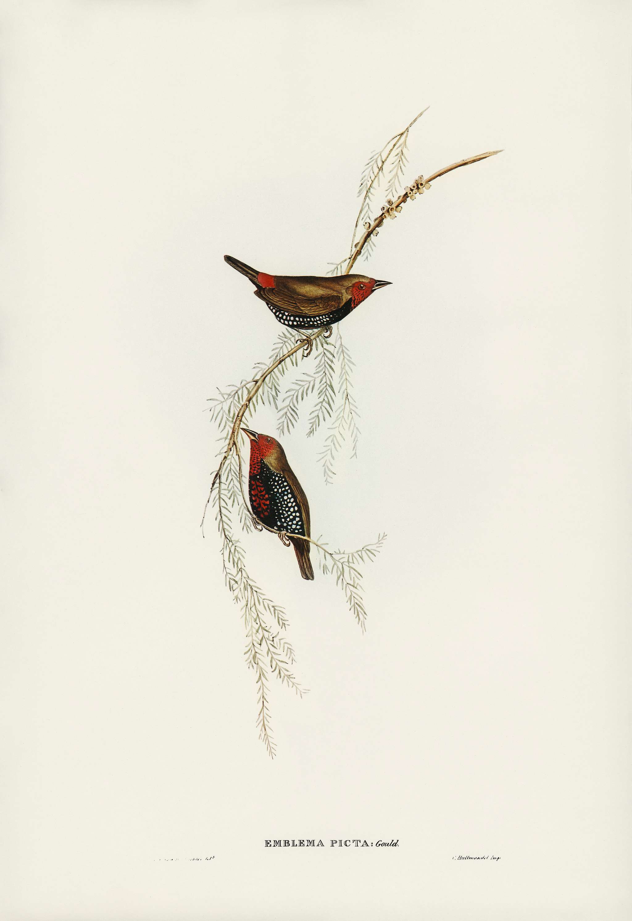 Painted Finch (Emblema picta) illustrated by Elizabeth Gould (1804–1841) for John Gould’s (1804-1881) Birds of... Painted Finch (Emblema picta) illustrated by Elizabeth Gould (1804–1841) for John Gould’s (1804-1881) Birds of...