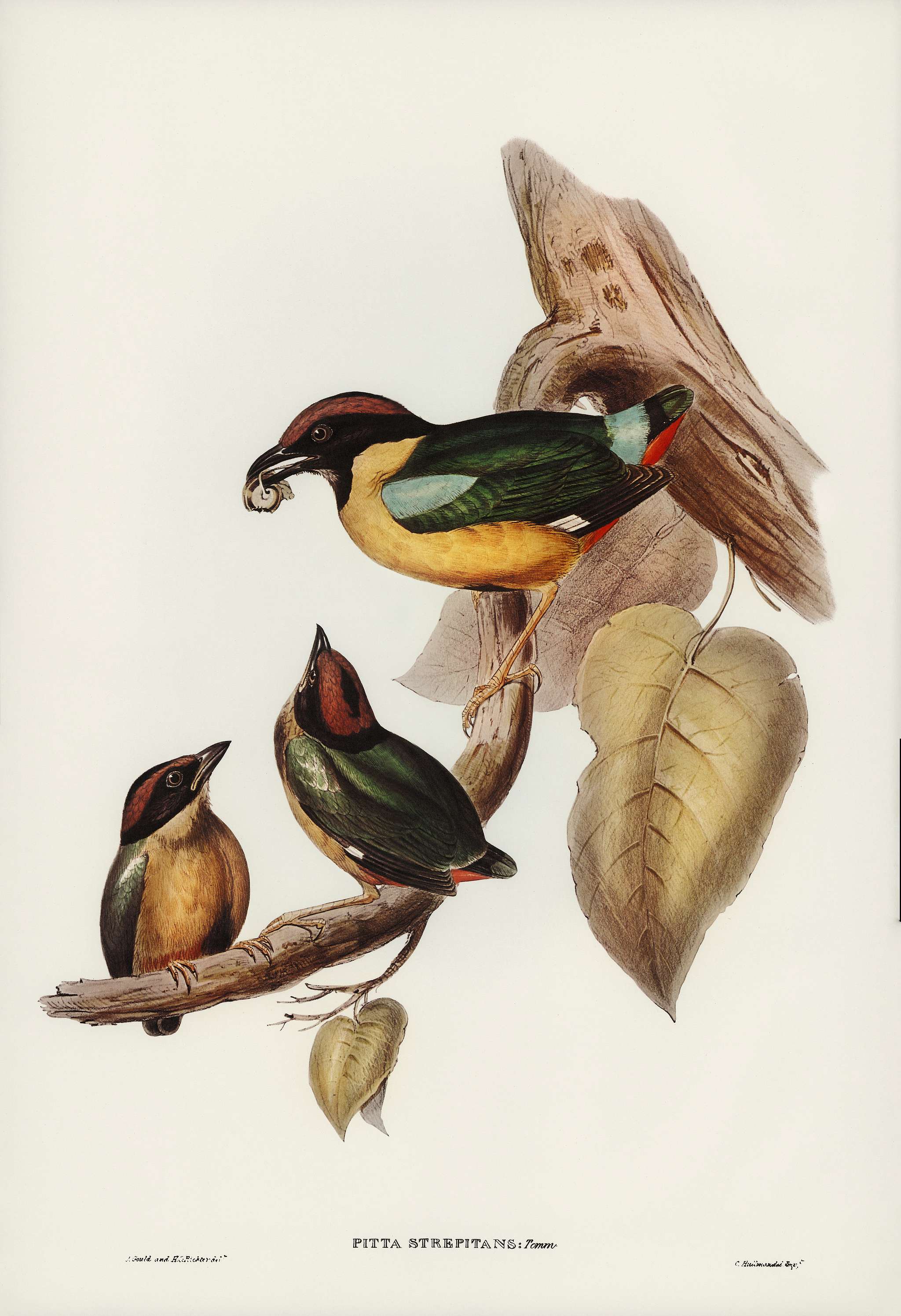 Noisy Pitta (Pitta strepitans) illustrated by Elizabeth Gould (1804–1841) for John Gould’s (1804-1881) Birds of... Noisy Pitta (Pitta strepitans) illustrated by Elizabeth Gould (1804–1841) for John Gould’s (1804-1881) Birds of...
