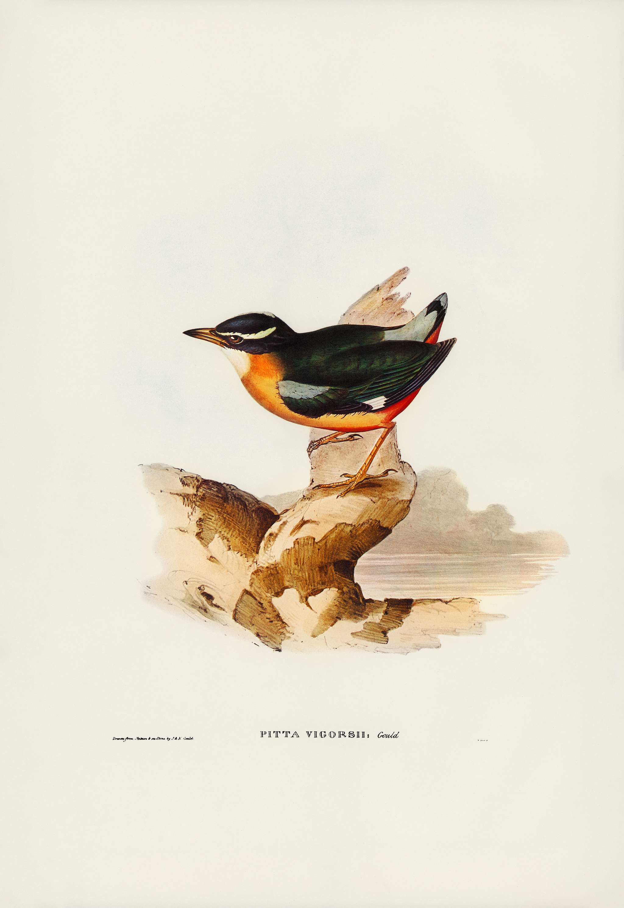 Vigors Pitta (Pitta Vigorsii) illustrated by Elizabeth Gould (1804–1841) for John Gould’s (1804-1881) Birds of... Vigors Pitta (Pitta Vigorsii) illustrated by Elizabeth Gould (1804–1841) for John Gould’s (1804-1881) Birds of...