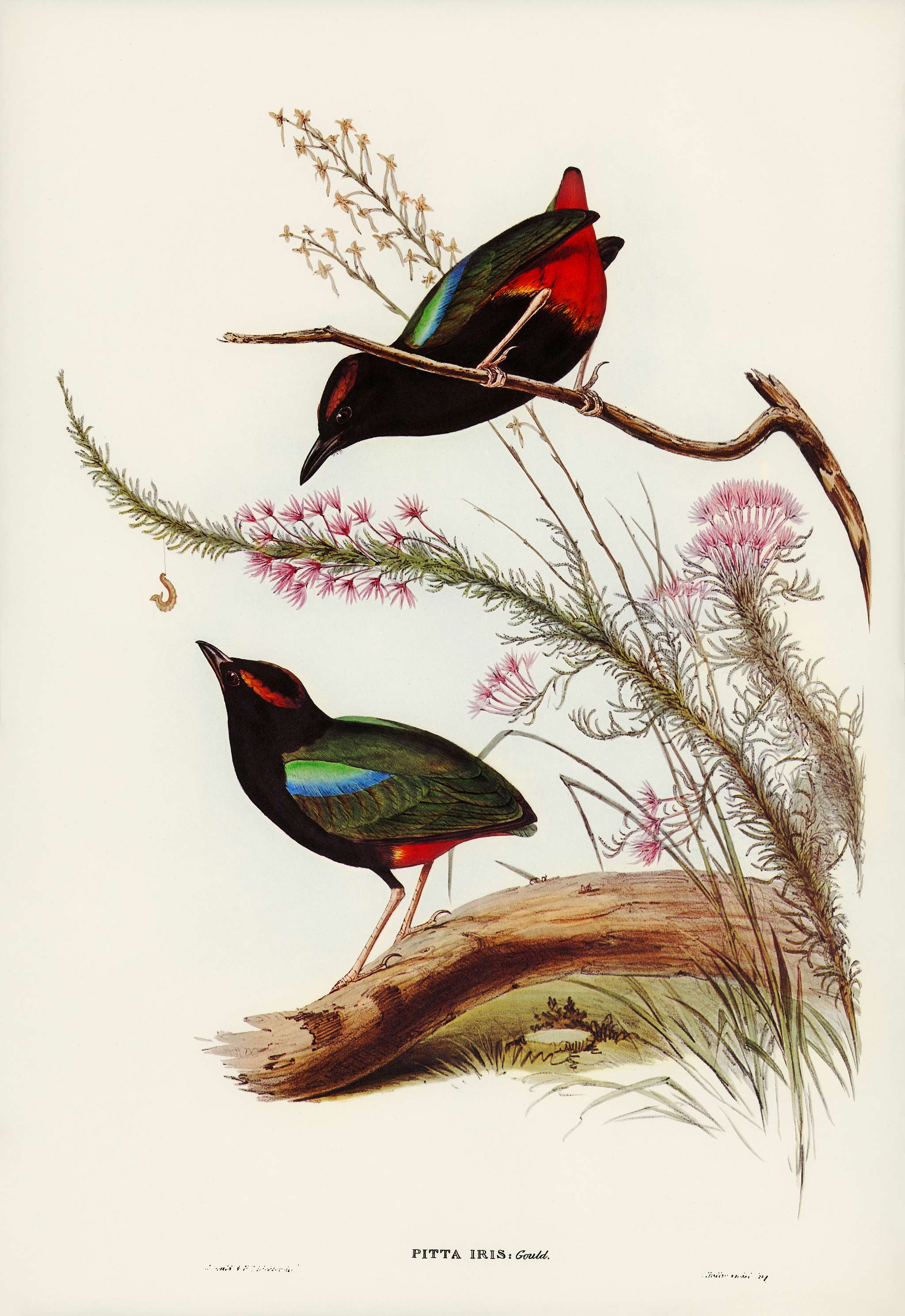Rainbow Pitta (Pitta Iris) illustrated by Elizabeth Gould (1804–1841) for John Gould’s (1804-1881) Birds of... Rainbow Pitta (Pitta Iris) illustrated by Elizabeth Gould (1804–1841) for John Gould’s (1804-1881) Birds of...