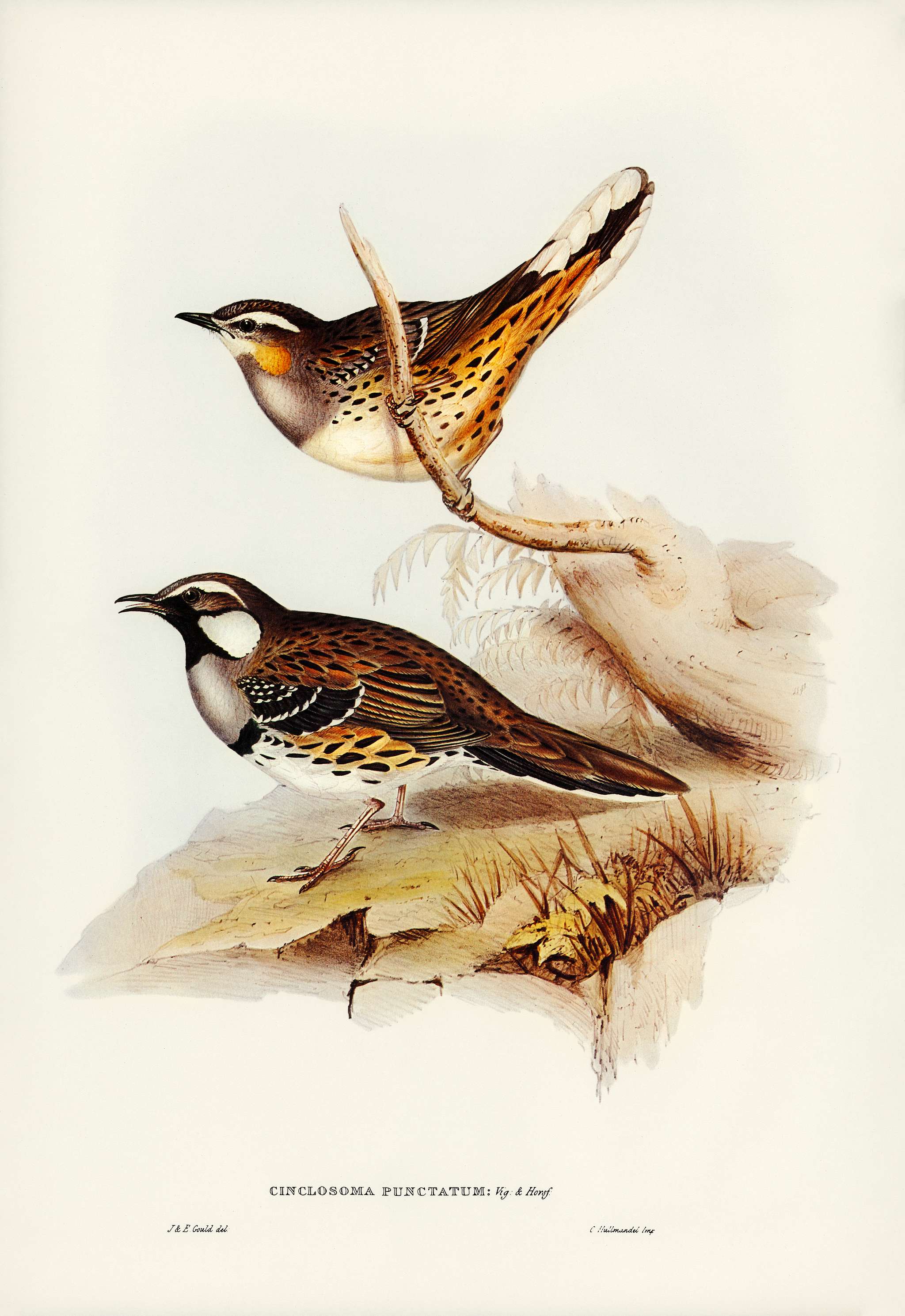 Spotted Groud Thrush (Cinclosoma punctatum) illustrated by Elizabeth Gould (1804–1841) for John Gould’s (1804-... Spotted Groud Thrush (Cinclosoma punctatum) illustrated by Elizabeth Gould (1804–1841) for John Gould’s (1804-...