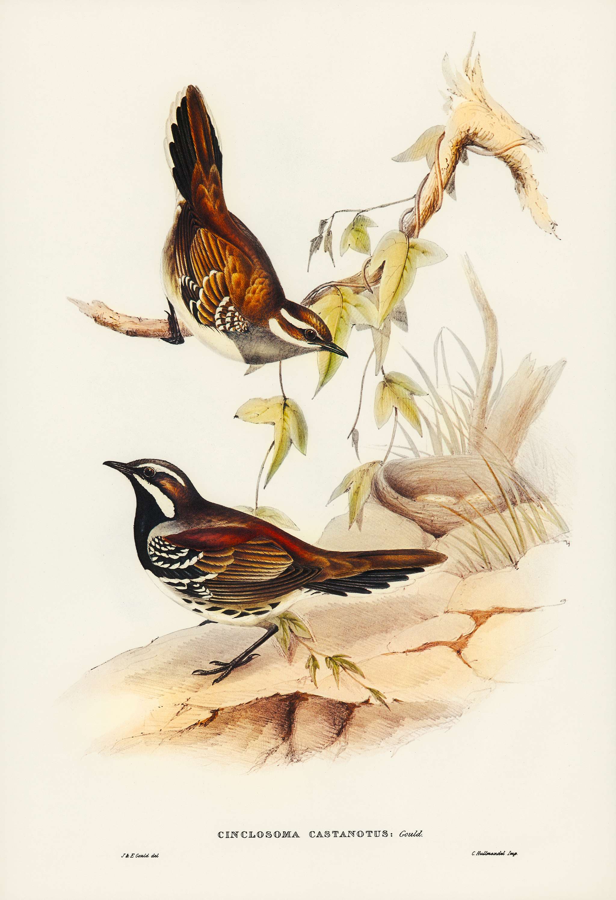 Chestnut-backed Groud Thrush (Cinclosoma castanotus) illustrated by Elizabeth Gould (1804–1841) for John Gould’s... Chestnut-backed Groud Thrush (Cinclosoma castanotus) illustrated by Elizabeth Gould (1804–1841) for John Gould’s...