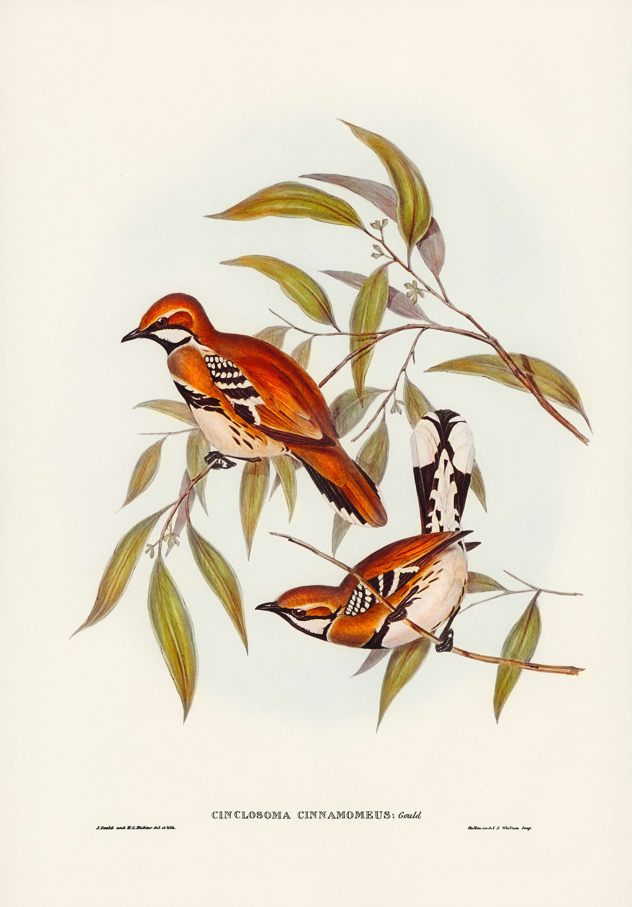 Cinnamon-coloured Cinclosoma (Cinclosoma cinnamomeus) illustrated by Elizabeth Gould (1804–1841) for John Gould’... Cinnamon-coloured Cinclosoma (Cinclosoma cinnamomeus) illustrated by Elizabeth Gould (1804–1841) for John Gould’...