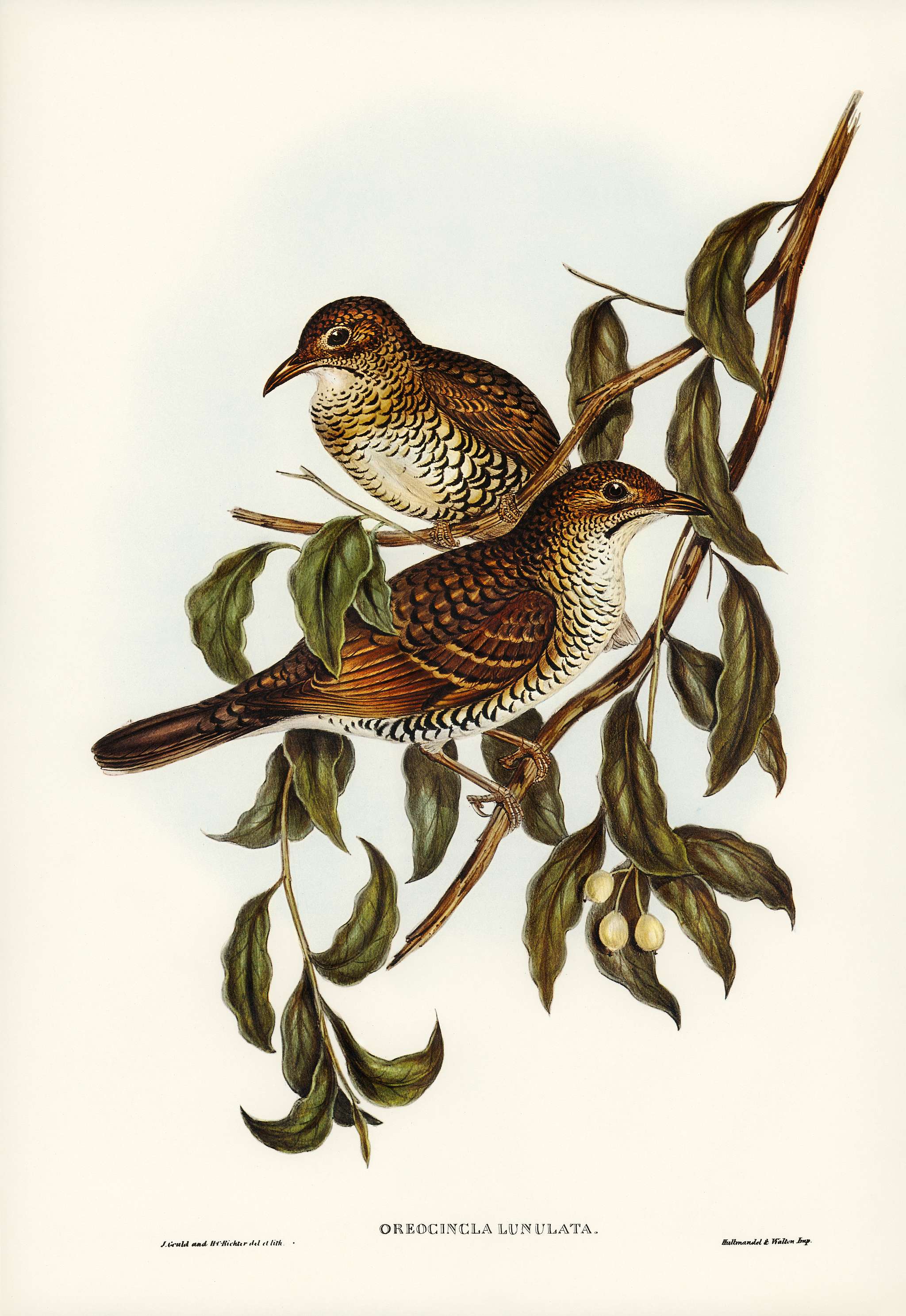 Moutain Thrush (Oreocincla lunulata) illustrated by Elizabeth Gould (1804–1841) for John Gould’s (1804-1881)... Moutain Thrush (Oreocincla lunulata) illustrated by Elizabeth Gould (1804–1841) for John Gould’s (1804-1881)...