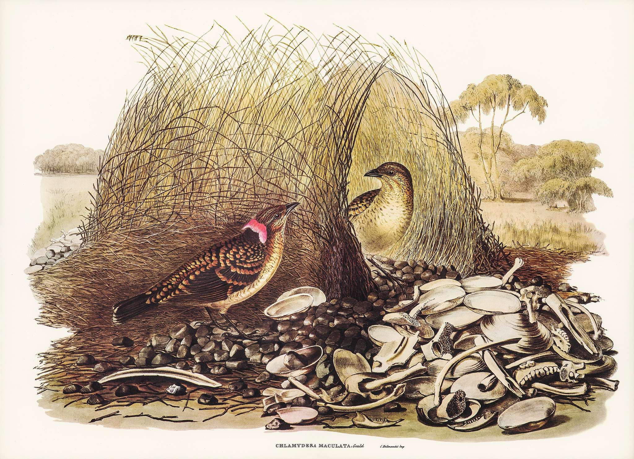 Spotted Bower Bird (Chlamydera maculata) illustrated by Elizabeth Gould (1804–1841) for John Gould’s (1804-1881... Spotted Bower Bird (Chlamydera maculata) illustrated by Elizabeth Gould (1804–1841) for John Gould’s (1804-1881...