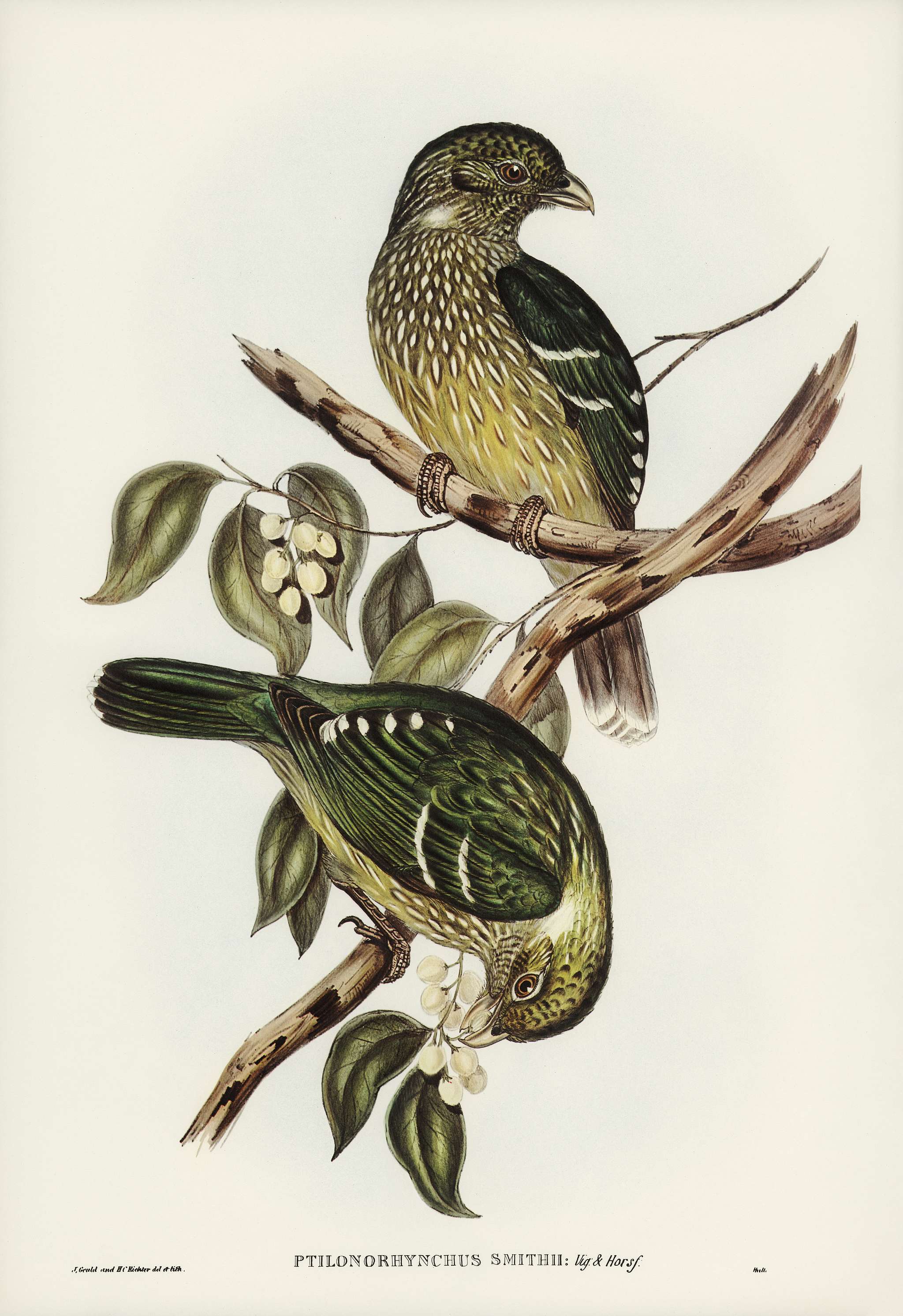 Cat Bird (Ptilonorhynchus Smithii) illustrated by Elizabeth Gould (1804–1841) for John Gould’s (1804-1881) Birds... Cat Bird (Ptilonorhynchus Smithii) illustrated by Elizabeth Gould (1804–1841) for John Gould’s (1804-1881) Birds...