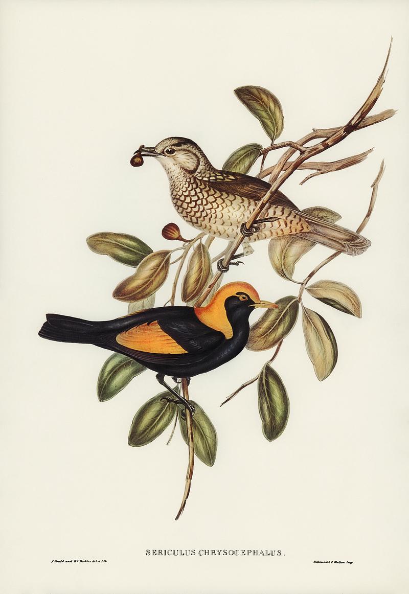 Regent Bird (Sericulus chrysocephalus) illustrated by Elizabeth Gould (1804–1841) for John Gould’s (1804-1881) Birds of Australia (1972 Edition, 8 volumes). Digitally enhanced from our own facsimile book (1972 Edition, 8 volumes). Regent Bird (Sericulus chrysocephalus) illustrated by Elizabeth Gould (1804–1841) for John Gould’s (1804-1881)…