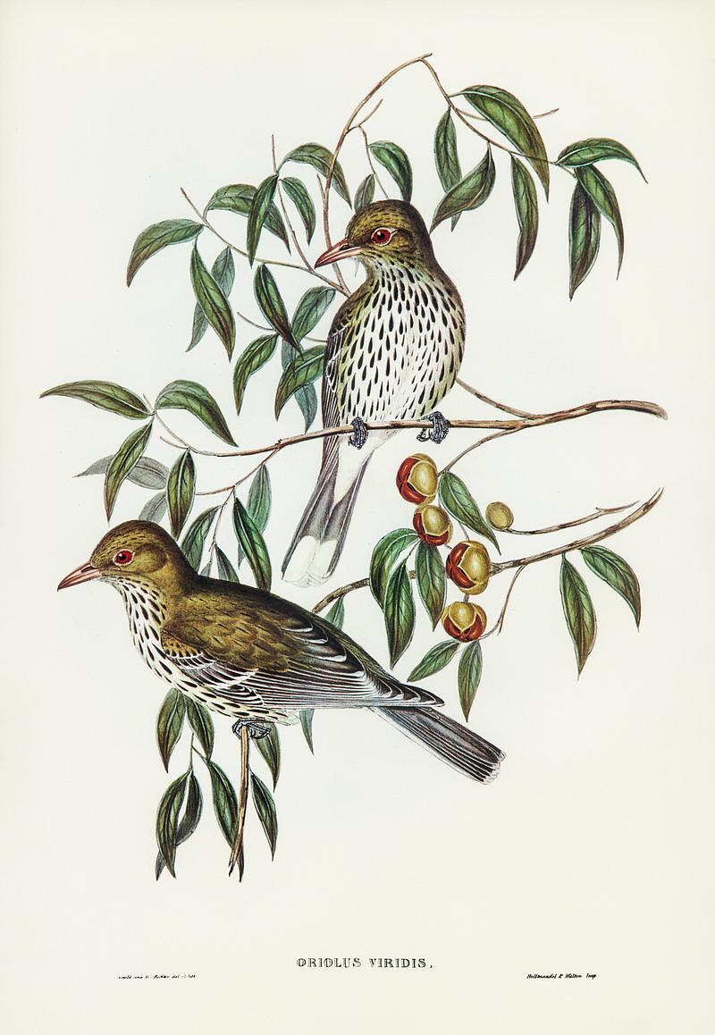 New South Wales Oriole (Oriolus viridis) illustrated by Elizabeth Gould (1804–1841) for John Gould’s (1804-1881) Birds of Australia (1972 Edition, 8 volumes). Digitally enhanced from our own facsimile book (1972 Edition, 8 volumes). New South Wales Oriole (Oriolus viridis) illustrated by Elizabeth Gould (1804–1841) for John Gould’s (1804-1881)…