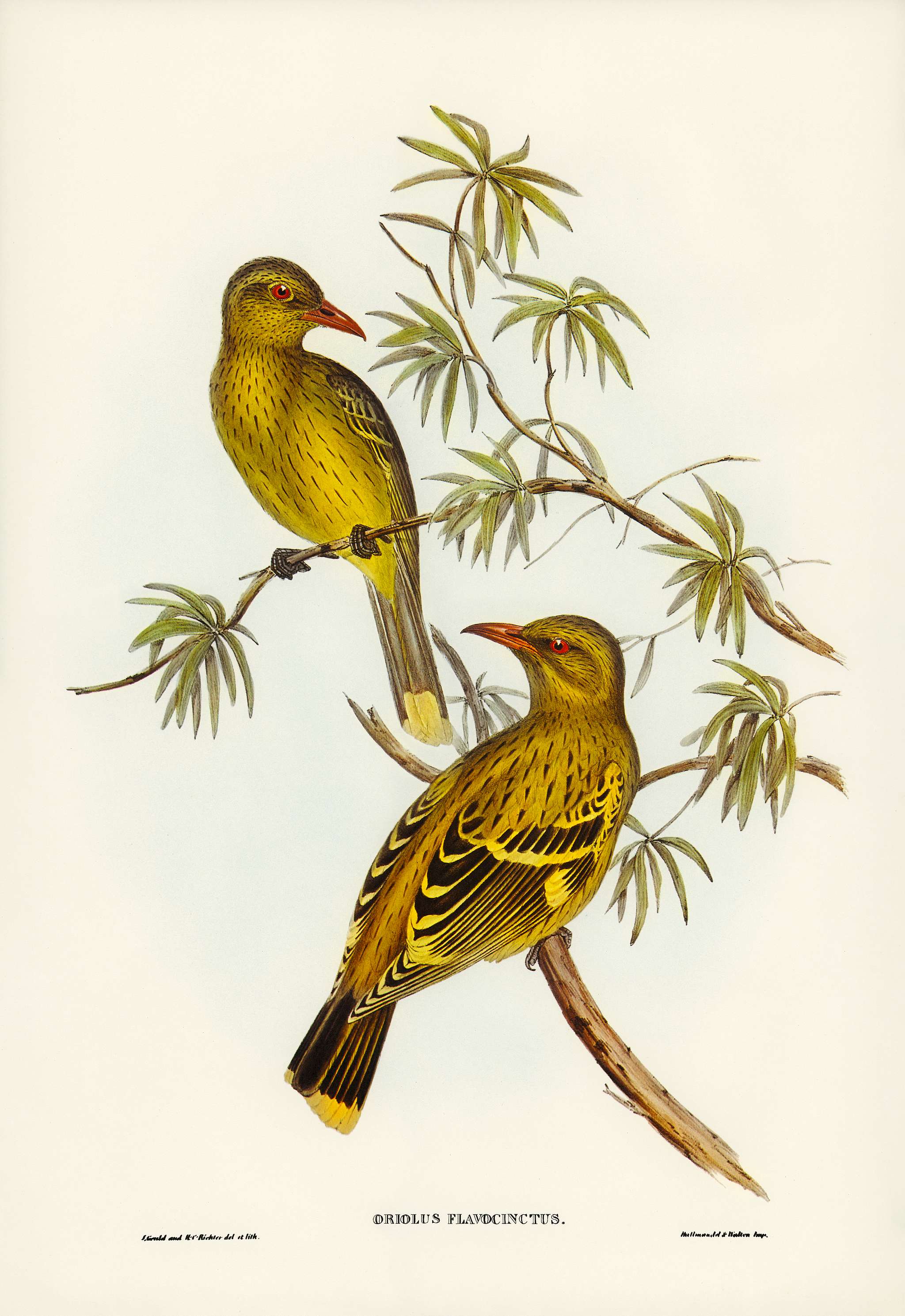 Crescent-marked Oriole (แ) illustrated by Elizabeth Gould (1804–1841) for John Gould’s (1804-1881) Birds of... Crescent-marked Oriole (แ) illustrated by Elizabeth Gould (1804–1841) for John Gould’s (1804-1881) Birds of...