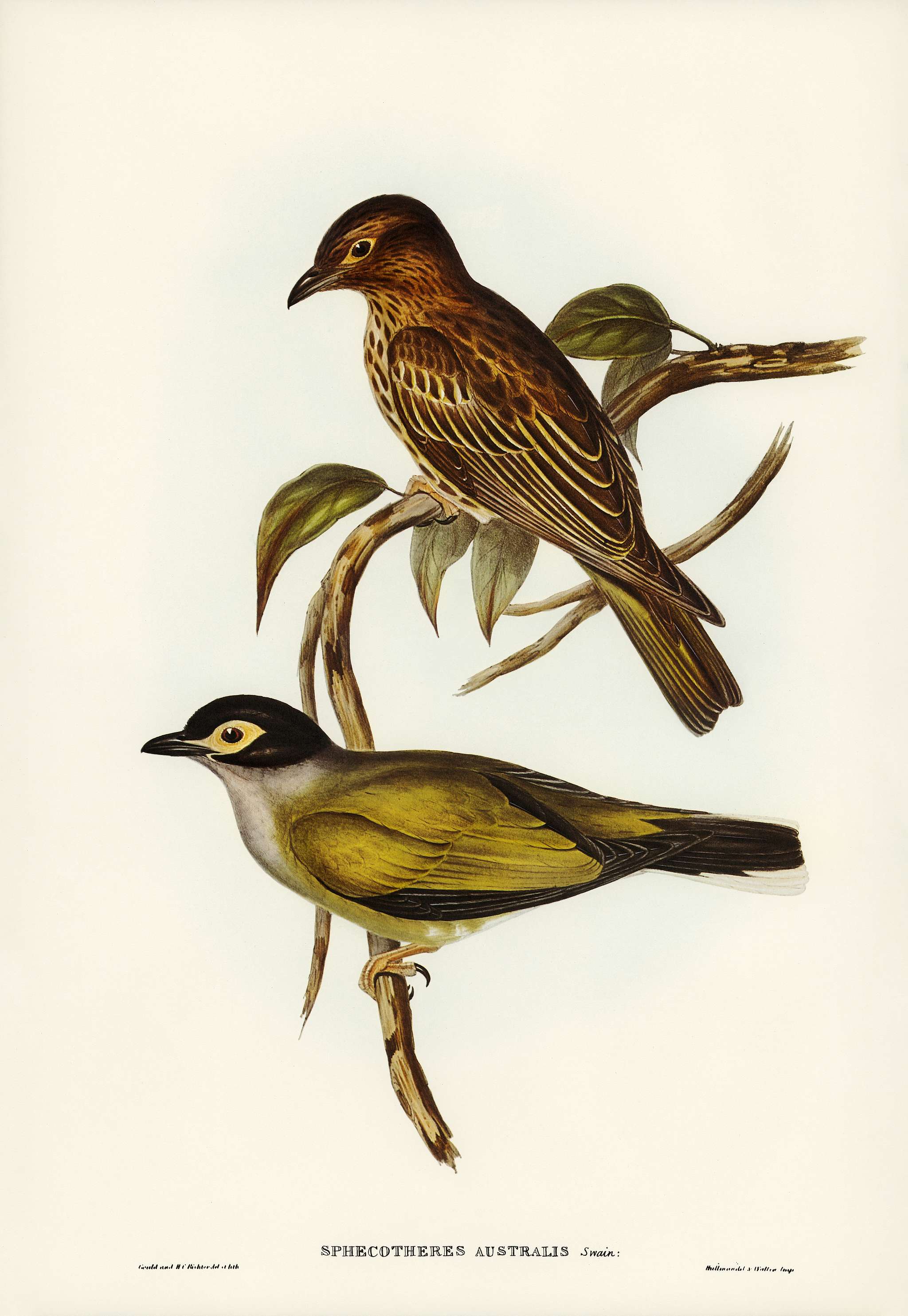 Australian Sphecotheres (Sphecotheres Australis) illustrated by Elizabeth Gould (1804–1841) for John Gould’s (... Australian Sphecotheres (Sphecotheres Australis) illustrated by Elizabeth Gould (1804–1841) for John Gould’s (...