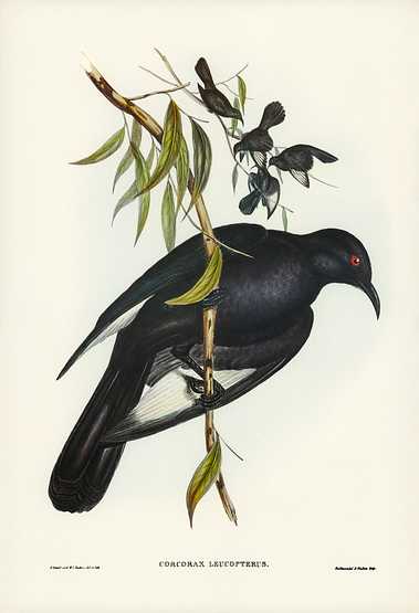 White-winged Chough (Corcorax leucopterus) illustrated by Elizabeth Gould (1804–1841) for John Gould’s (1804-1881) Birds of Australia (1972 Edition, 8 volumes). Digitally enhanced from our own facsimile book (1972 Edition, 8 volumes). White-winged Chough (Corcorax leucopterus) illustrated by Elizabeth Gould (1804–1841) for John Gould’s (1804…