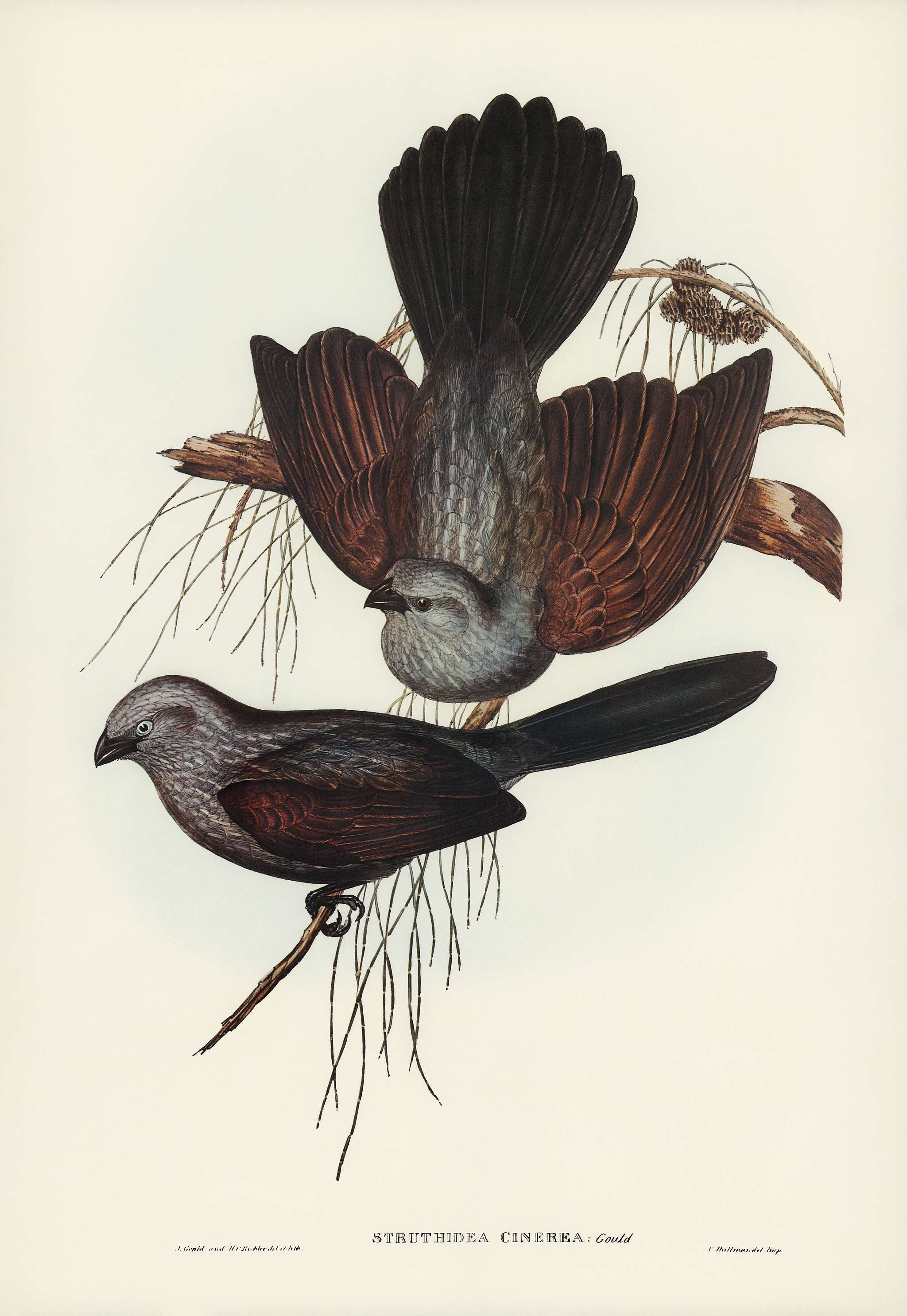 Grey Struthidea (Struthidea cinerea) illustrated by Elizabeth Gould (1804–1841) for John Gould’s (1804-1881)... Grey Struthidea (Struthidea cinerea) illustrated by Elizabeth Gould (1804–1841) for John Gould’s (1804-1881)...
