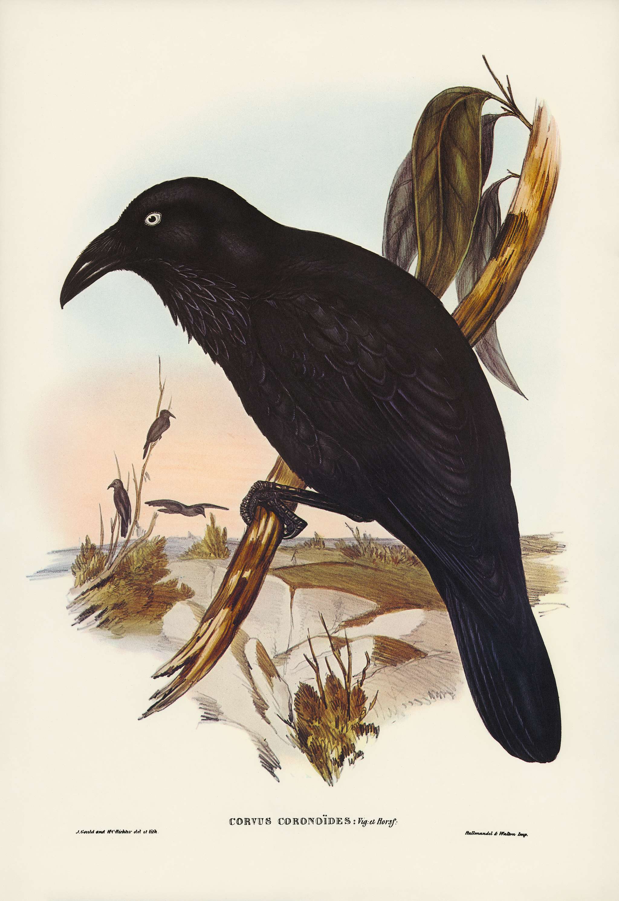 White-eyed Crow (Corvus Coronoides) illustrated by Elizabeth Gould (1804–1841) for John Gould’s (1804-1881)... White-eyed Crow (Corvus Coronoides) illustrated by Elizabeth Gould (1804–1841) for John Gould’s (1804-1881)...