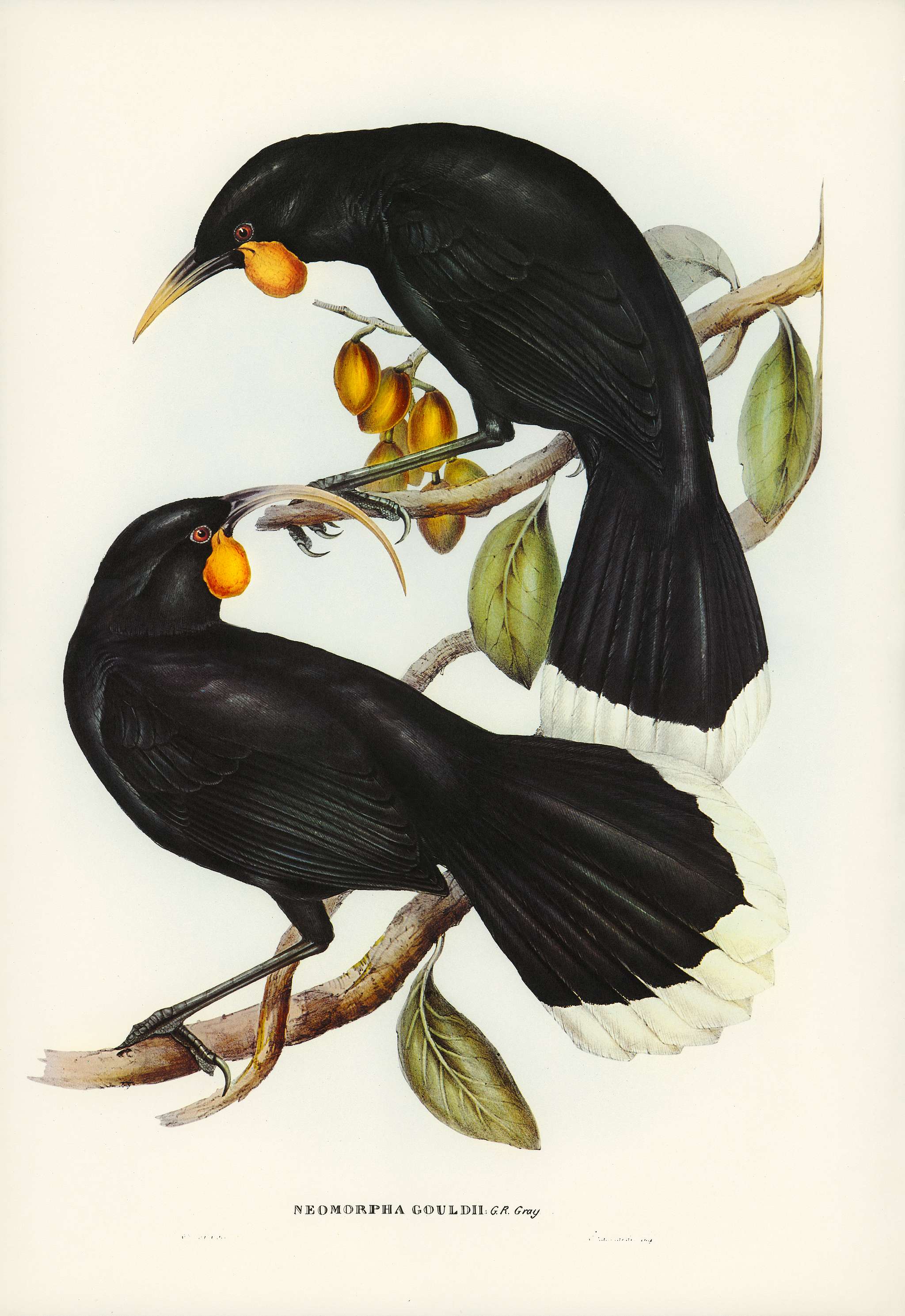 Gould's Neomorpha (Neomorpha Gouldii) illustrated by Elizabeth Gould (1804–1841) for John Gould’s (1804-1881... Gould's Neomorpha (Neomorpha Gouldii) illustrated by Elizabeth Gould (1804–1841) for John Gould’s (1804-1881...