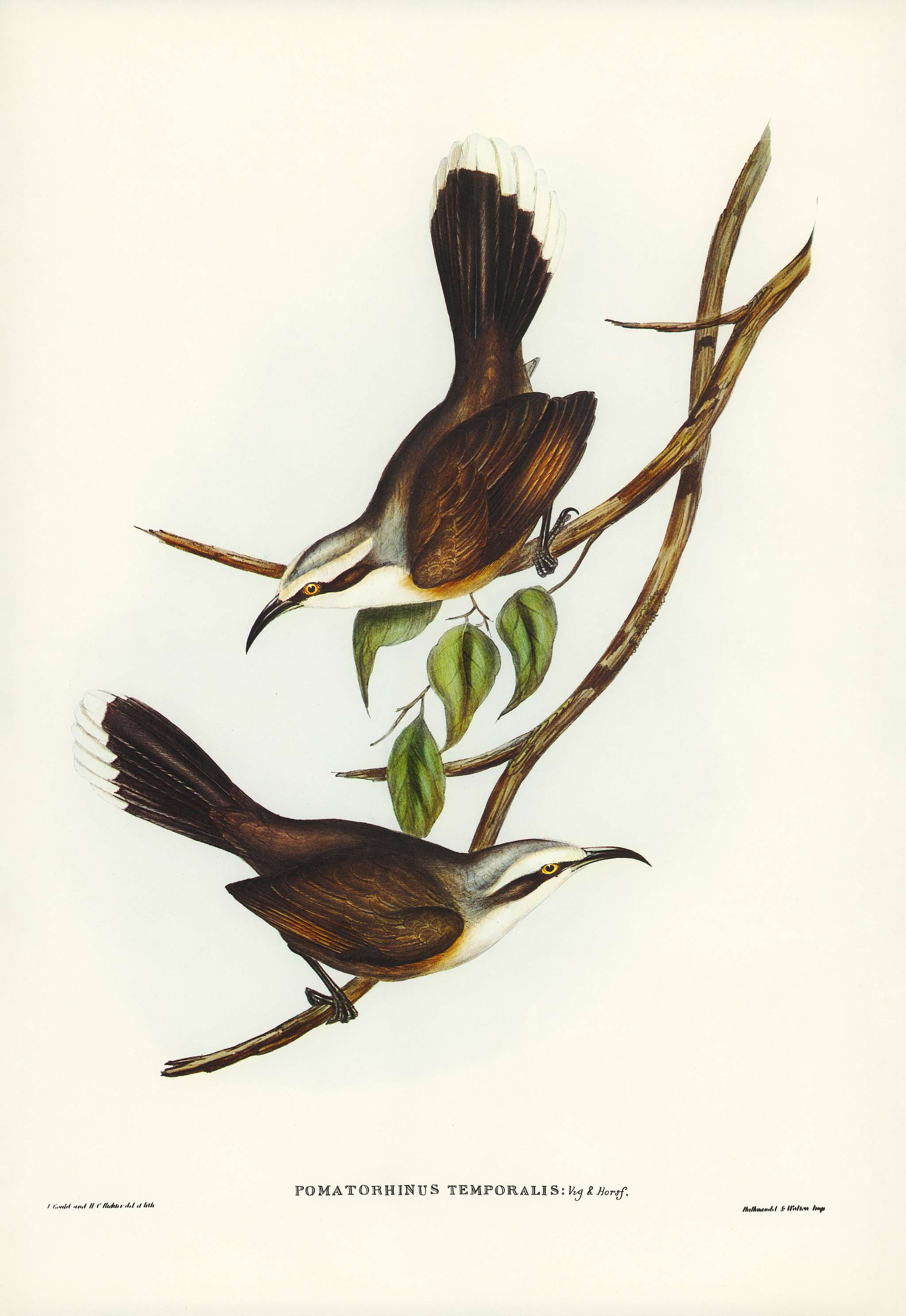Temporal Pomatorhinus (Pomatorhinus temporalis) illustrated by Elizabeth Gould (1804–1841) for John Gould’s (... Temporal Pomatorhinus (Pomatorhinus temporalis) illustrated by Elizabeth Gould (1804–1841) for John Gould’s (...