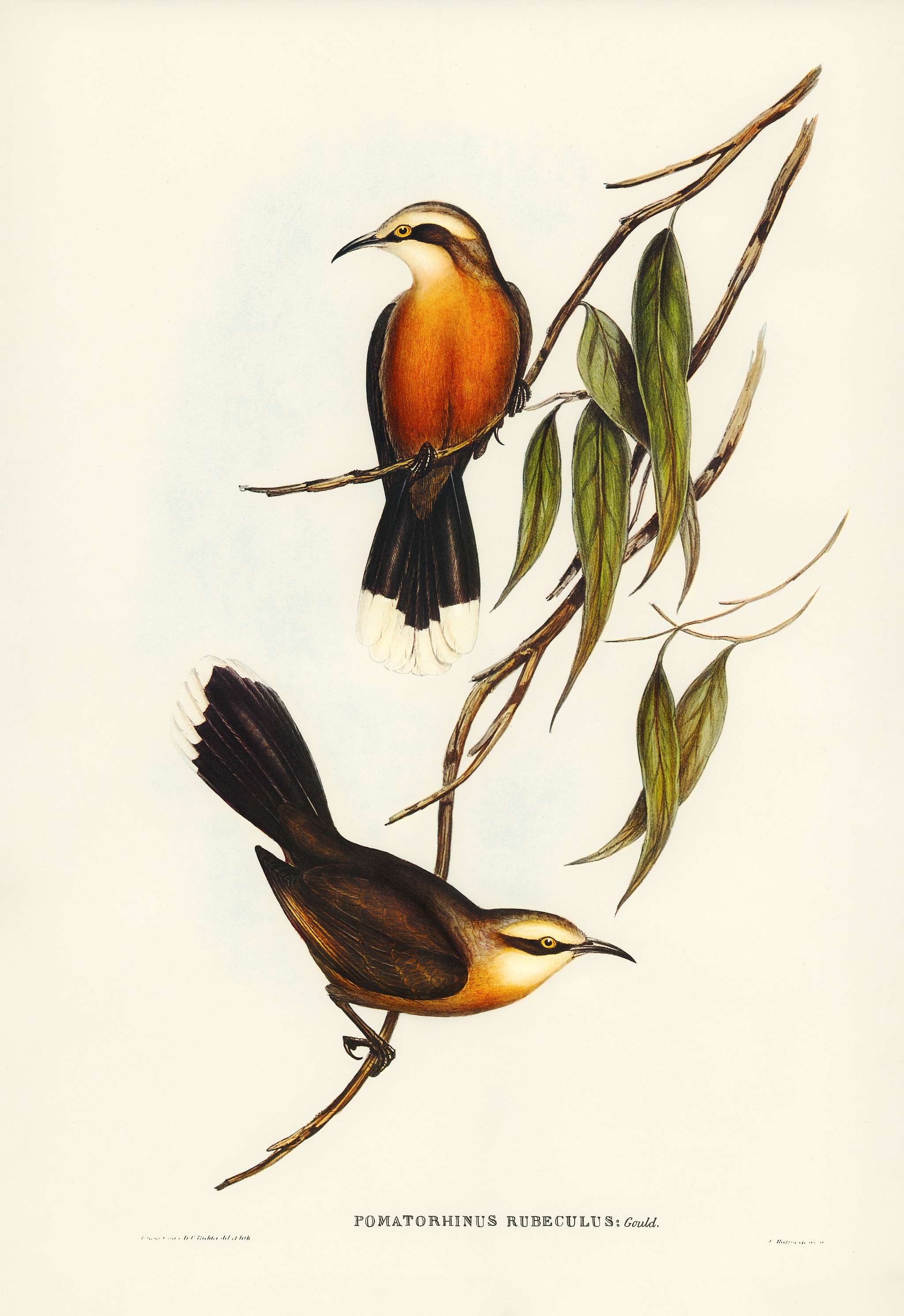 Red-breasted Pomatorhinus (Pomatorhinus rubeculus) illustrated by Elizabeth Gould (1804–1841) for John Gould’s (... Red-breasted Pomatorhinus (Pomatorhinus rubeculus) illustrated by Elizabeth Gould (1804–1841) for John Gould’s (...