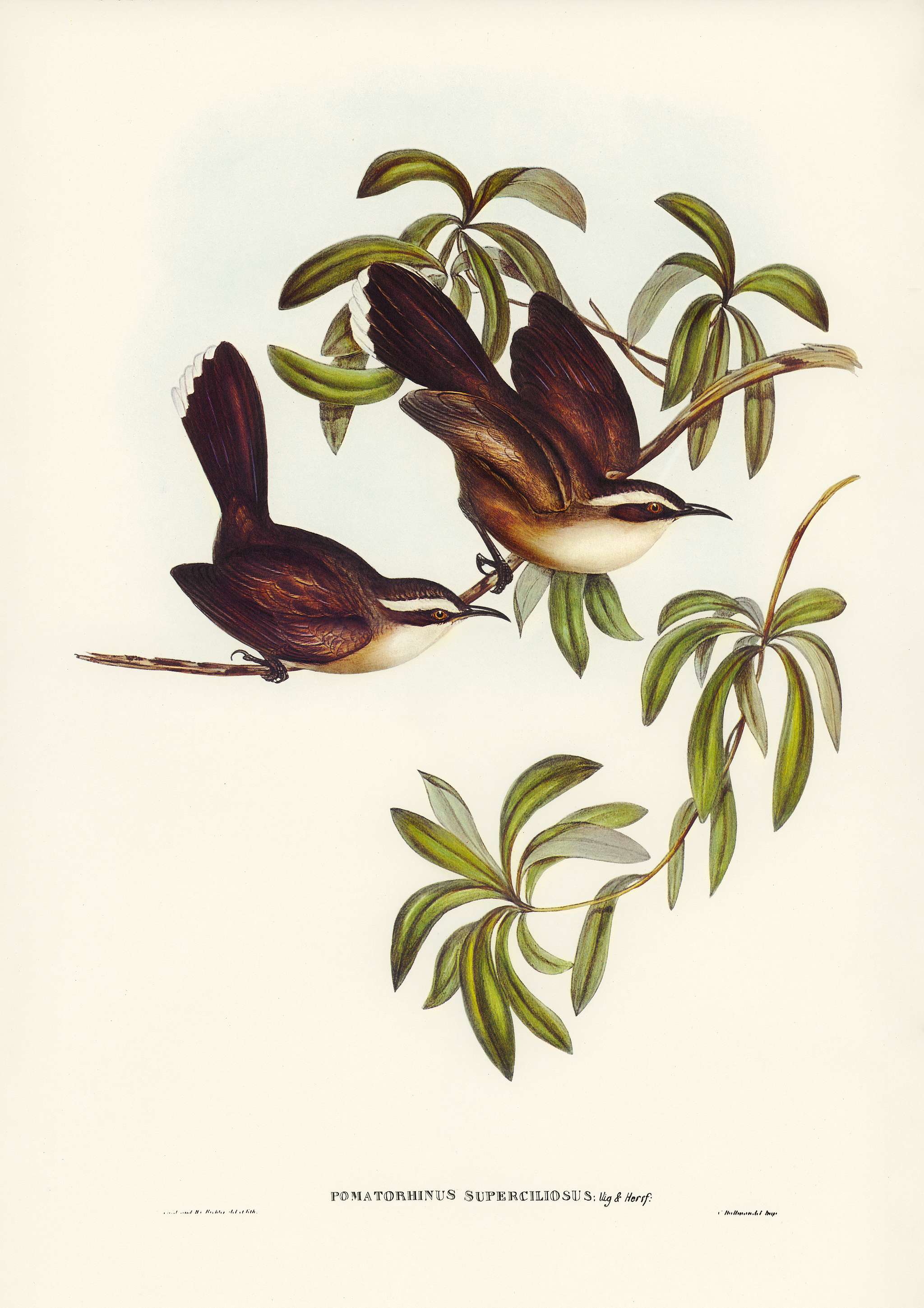 White-eyebrowed Pomatorhinus (Pomatorhinus superciliosus) illustrated by Elizabeth Gould (1804–1841) for John Gould... White-eyebrowed Pomatorhinus (Pomatorhinus superciliosus) illustrated by Elizabeth Gould (1804–1841) for John Gould...