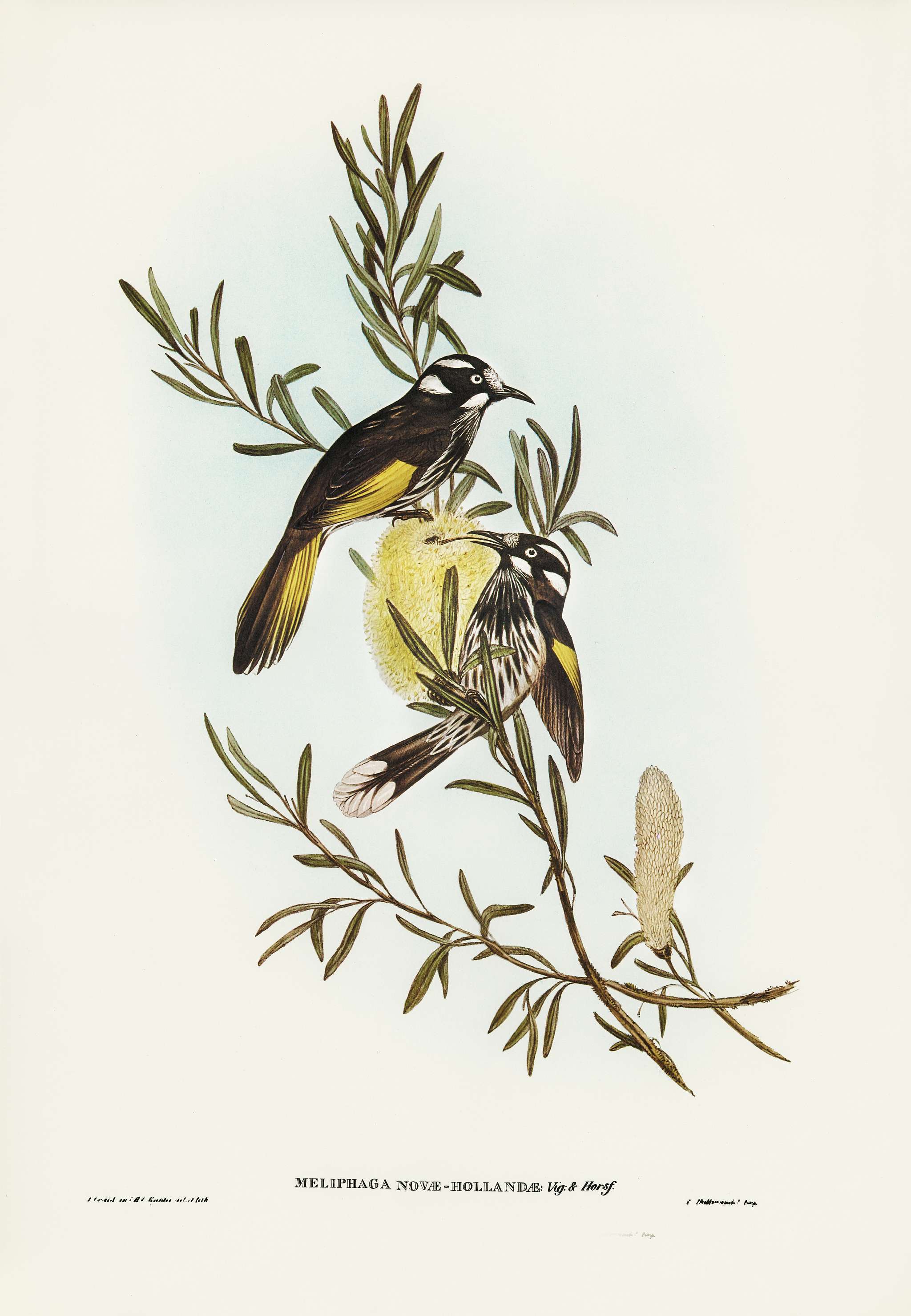 New Holland Honey-eaterillustrated by Elizabeth Gould (1804–1841) for John Gould’s (1804-1881) Birds of... New Holland Honey-eaterillustrated by Elizabeth Gould (1804–1841) for John Gould’s (1804-1881) Birds of...