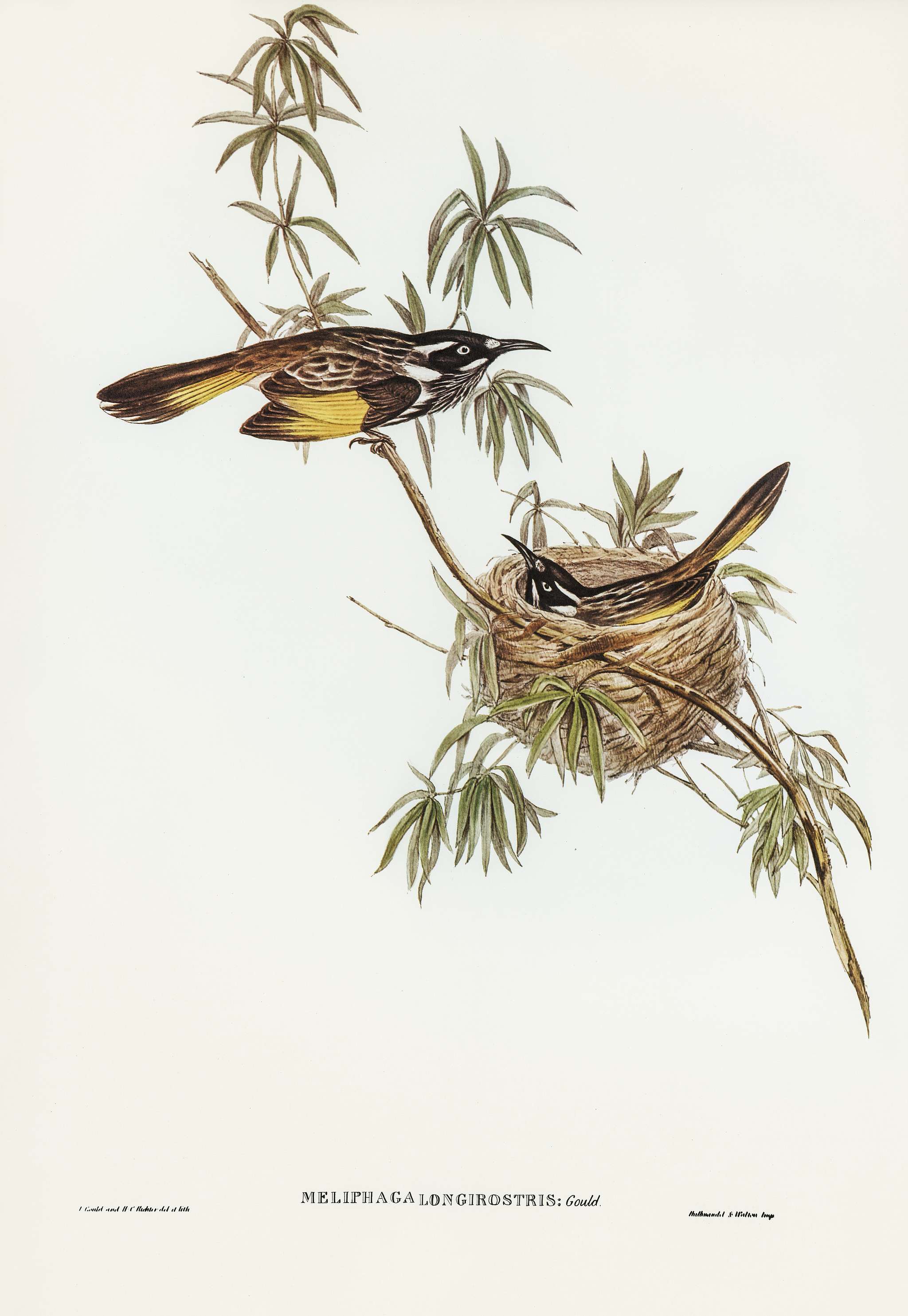 Long-billed Honey-eater (Meliphaga longirostris) illustrated by Elizabeth Gould (1804–1841) for John Gould’s (... Long-billed Honey-eater (Meliphaga longirostris) illustrated by Elizabeth Gould (1804–1841) for John Gould’s (...