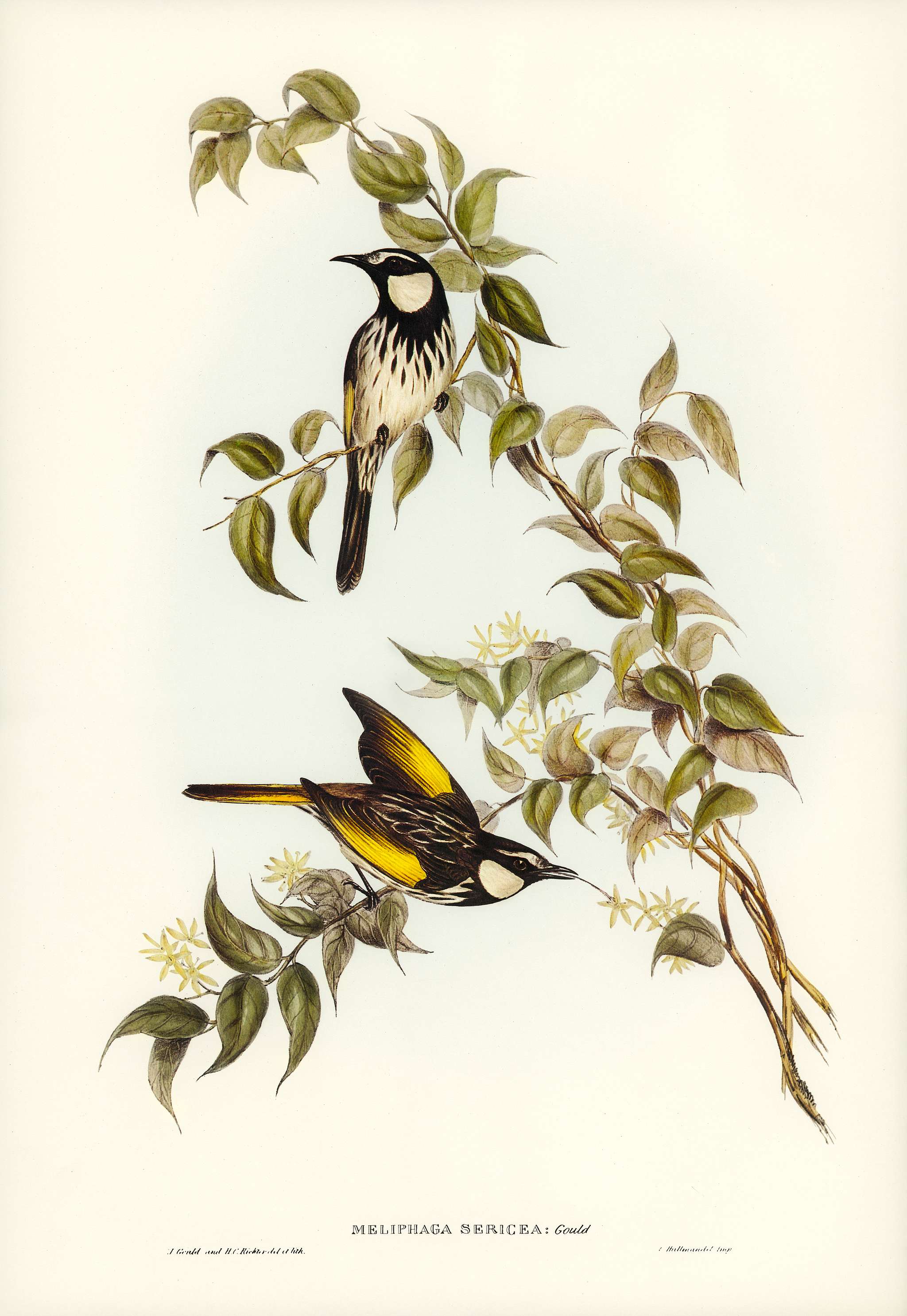 White-cheeked Honey-eater (Meliphaga sericea) illustrated by Elizabeth Gould (1804–1841) for John Gould’s (1804-... White-cheeked Honey-eater (Meliphaga sericea) illustrated by Elizabeth Gould (1804–1841) for John Gould’s (1804-...