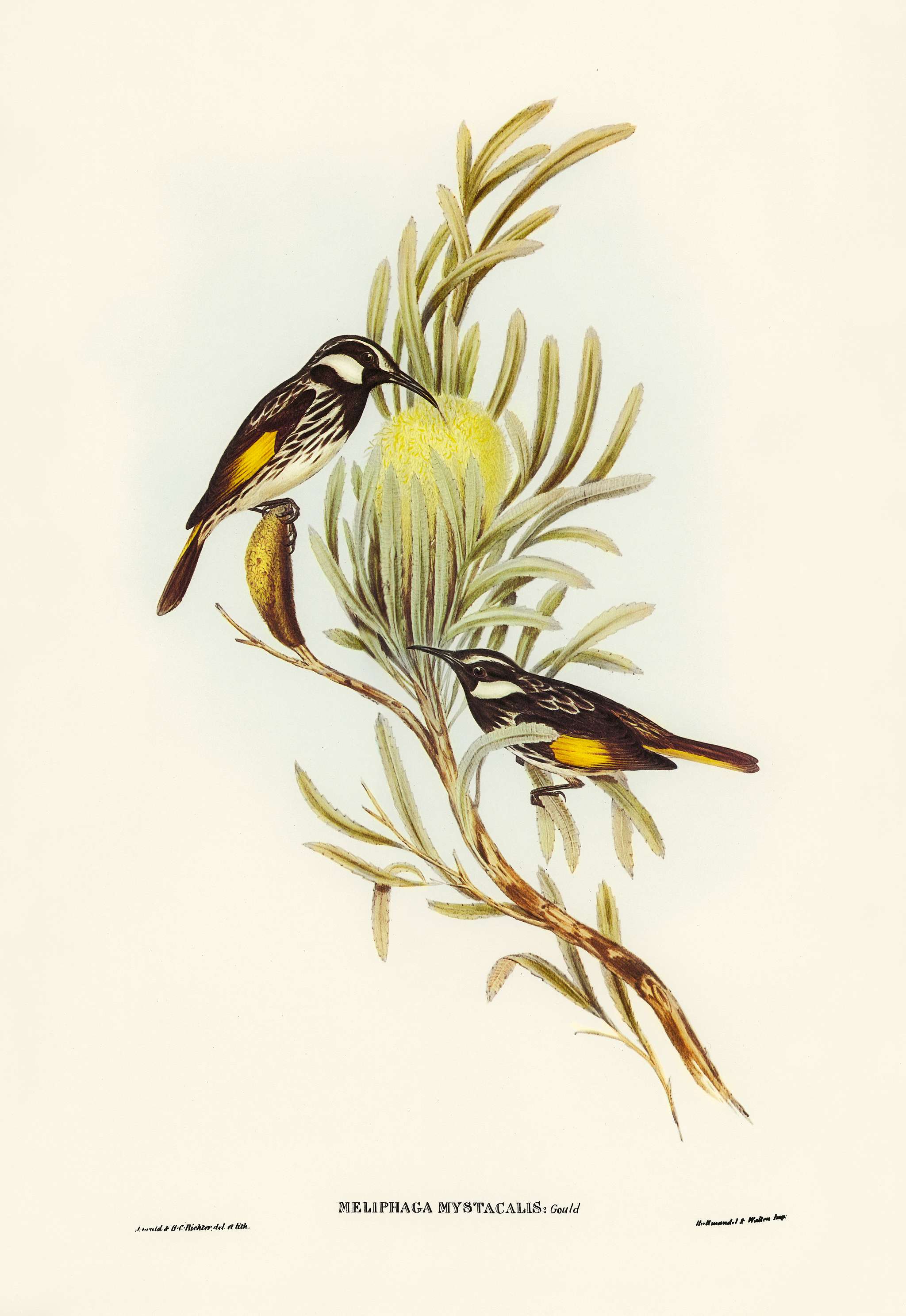 Moustached Honey-eater (Meliphaga mystacalis) illustrated by Elizabeth Gould (1804–1841) for John Gould’s (1804-... Moustached Honey-eater (Meliphaga mystacalis) illustrated by Elizabeth Gould (1804–1841) for John Gould’s (1804-...