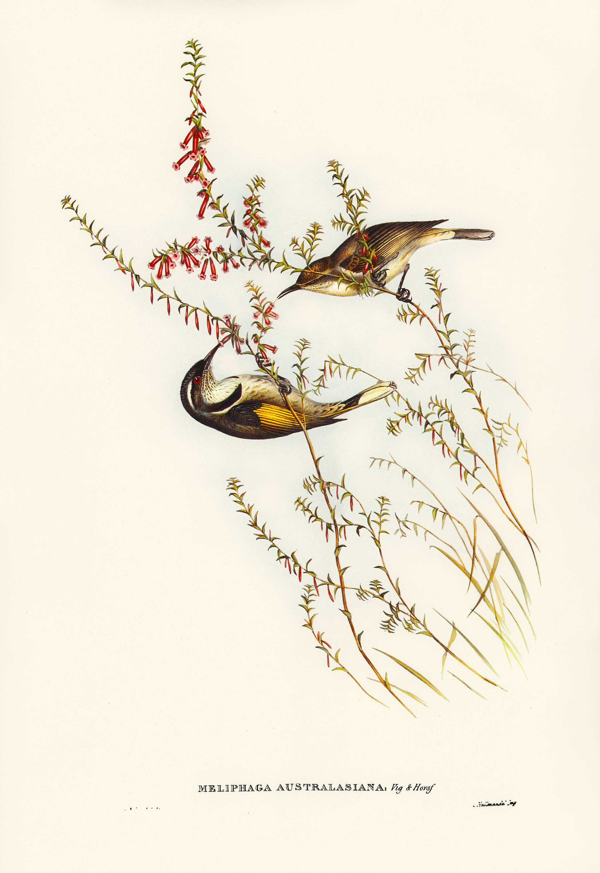 Tasmanian Honey-eater (Meliphaga Australasiana) illustrated by Elizabeth Gould (1804–1841) for John Gould’s (... Tasmanian Honey-eater (Meliphaga Australasiana) illustrated by Elizabeth Gould (1804–1841) for John Gould’s (...