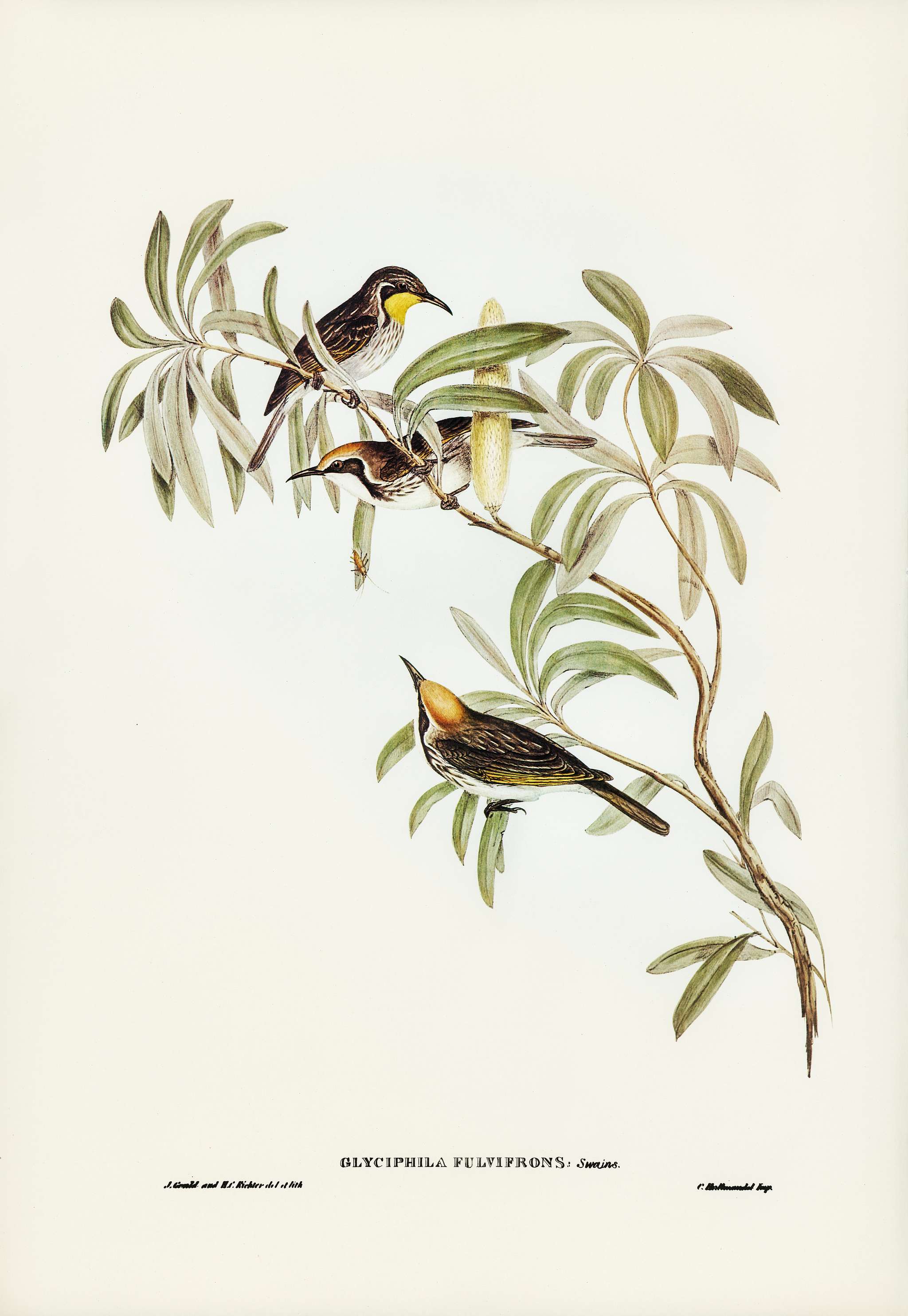 Fulvous-fronted Honey-eater (Glyciphila fulvifrons)) illustrated by Elizabeth Gould (1804–1841) for John Gould’s... Fulvous-fronted Honey-eater (Glyciphila fulvifrons)) illustrated by Elizabeth Gould (1804–1841) for John Gould’s...