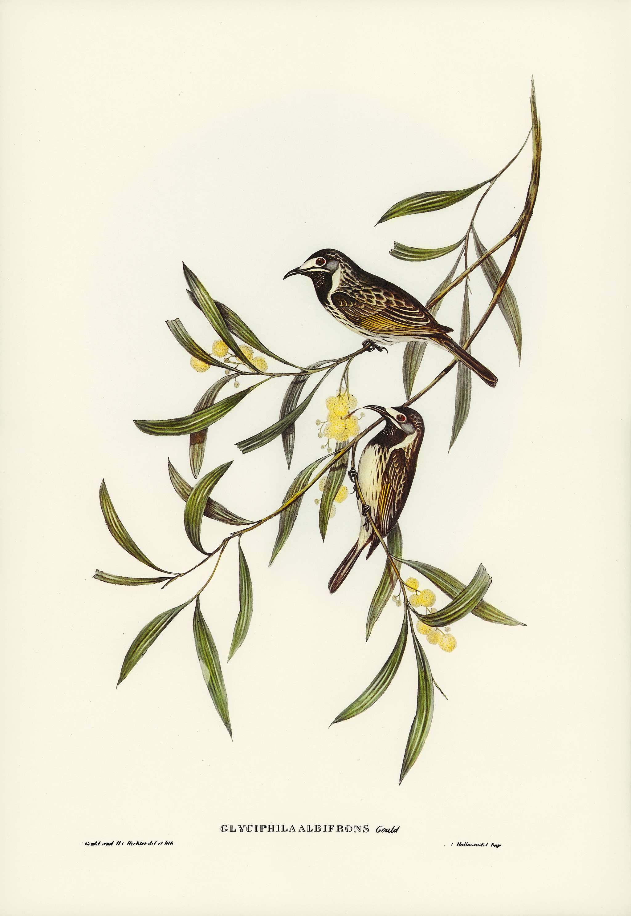 White-fronted Honey-eater (Glyciphila albifrons) illustrated by Elizabeth Gould (1804–1841) for John Gould’s (... White-fronted Honey-eater (Glyciphila albifrons) illustrated by Elizabeth Gould (1804–1841) for John Gould’s (...