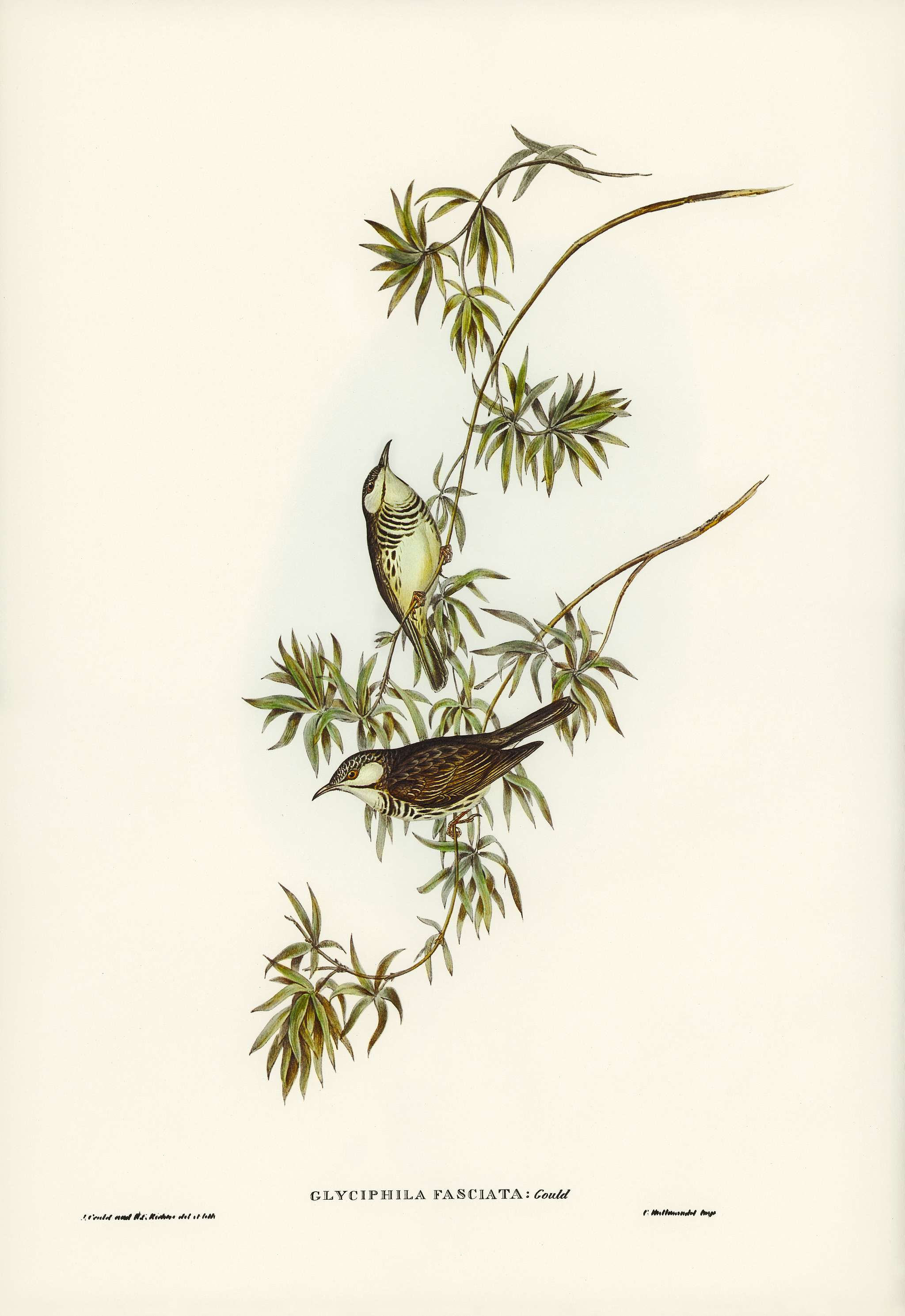 Fasciated Honey-eater (Glyciphila fasciata) illustrated by Elizabeth Gould (1804–1841) for John Gould’s (1804-... Fasciated Honey-eater (Glyciphila fasciata) illustrated by Elizabeth Gould (1804–1841) for John Gould’s (1804-...