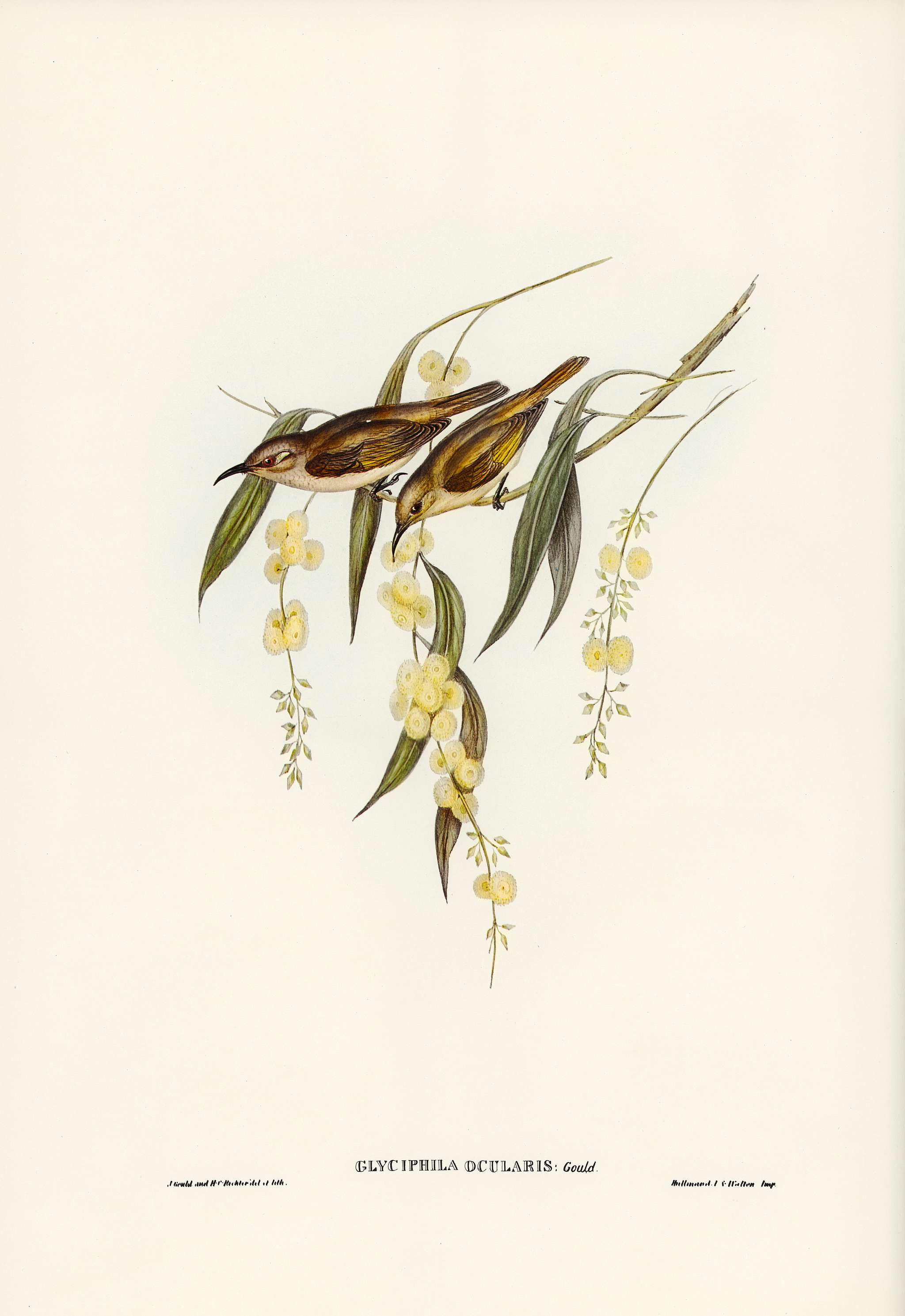 Brown Honey-eater (Glyciphila ocularis) illustrated by Elizabeth Gould (1804–1841) for John Gould’s (1804-1881)... Brown Honey-eater (Glyciphila ocularis) illustrated by Elizabeth Gould (1804–1841) for John Gould’s (1804-1881)...