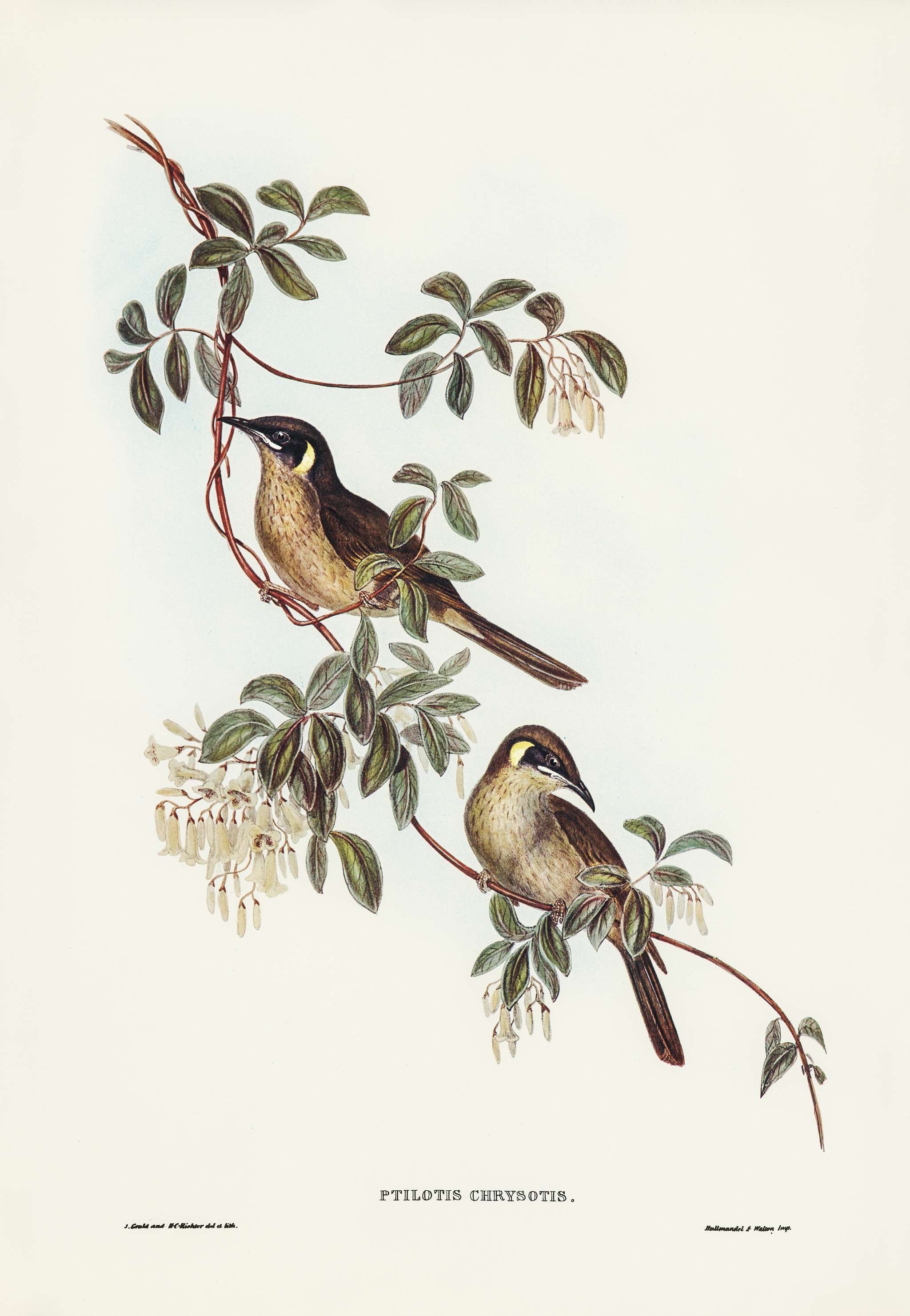 Singing Honey-eater (Ptilotis sonorus) illustrated by Elizabeth Gould (1804–1841) for John Gould’s (1804-1881)... Singing Honey-eater (Ptilotis sonorus) illustrated by Elizabeth Gould (1804–1841) for John Gould’s (1804-1881)...