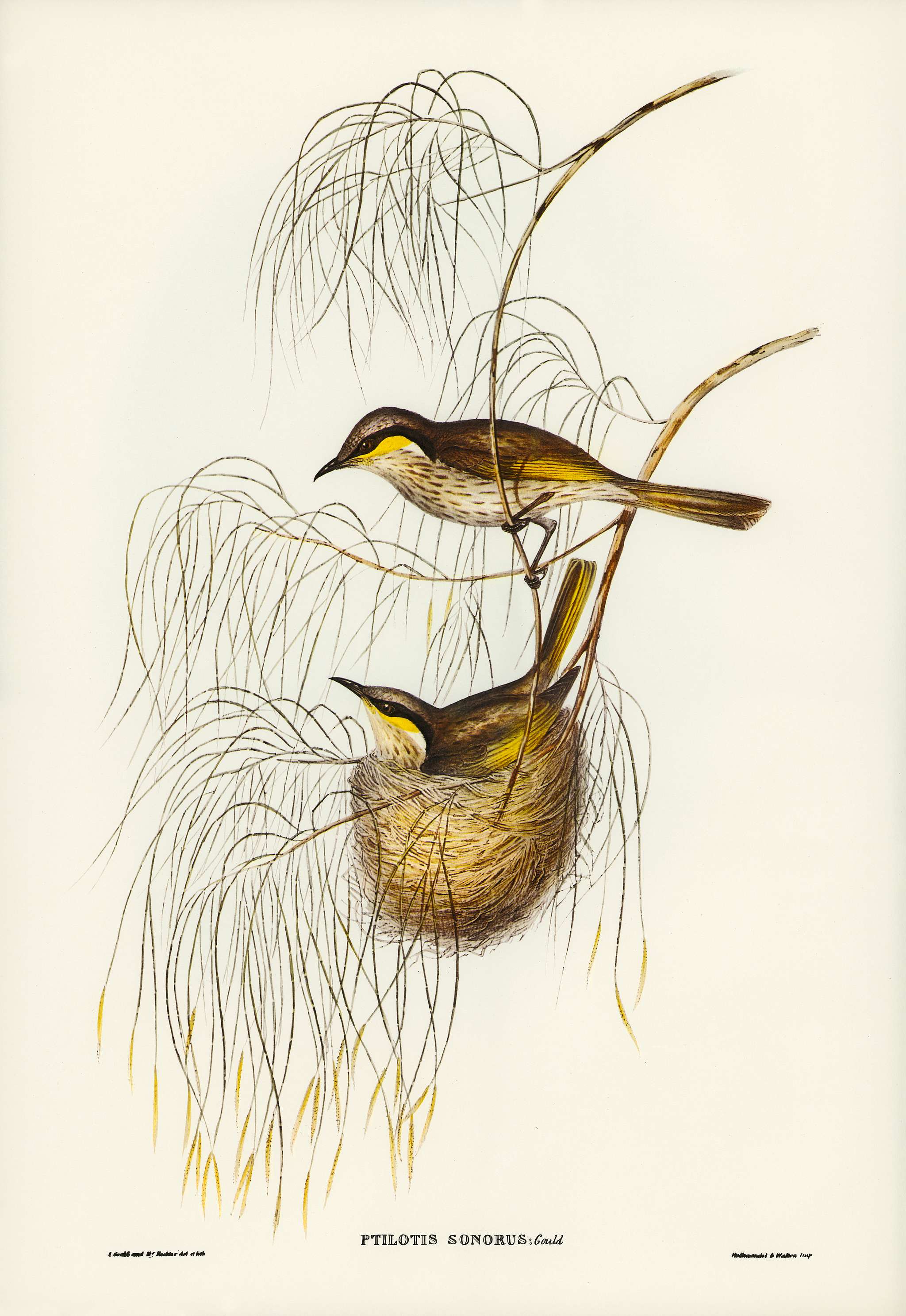 Singing Honey-eater (Ptilotis sonorus) illustrated by Elizabeth Gould (1804–1841) for John Gould’s (1804-1881)... Singing Honey-eater (Ptilotis sonorus) illustrated by Elizabeth Gould (1804–1841) for John Gould’s (1804-1881)...