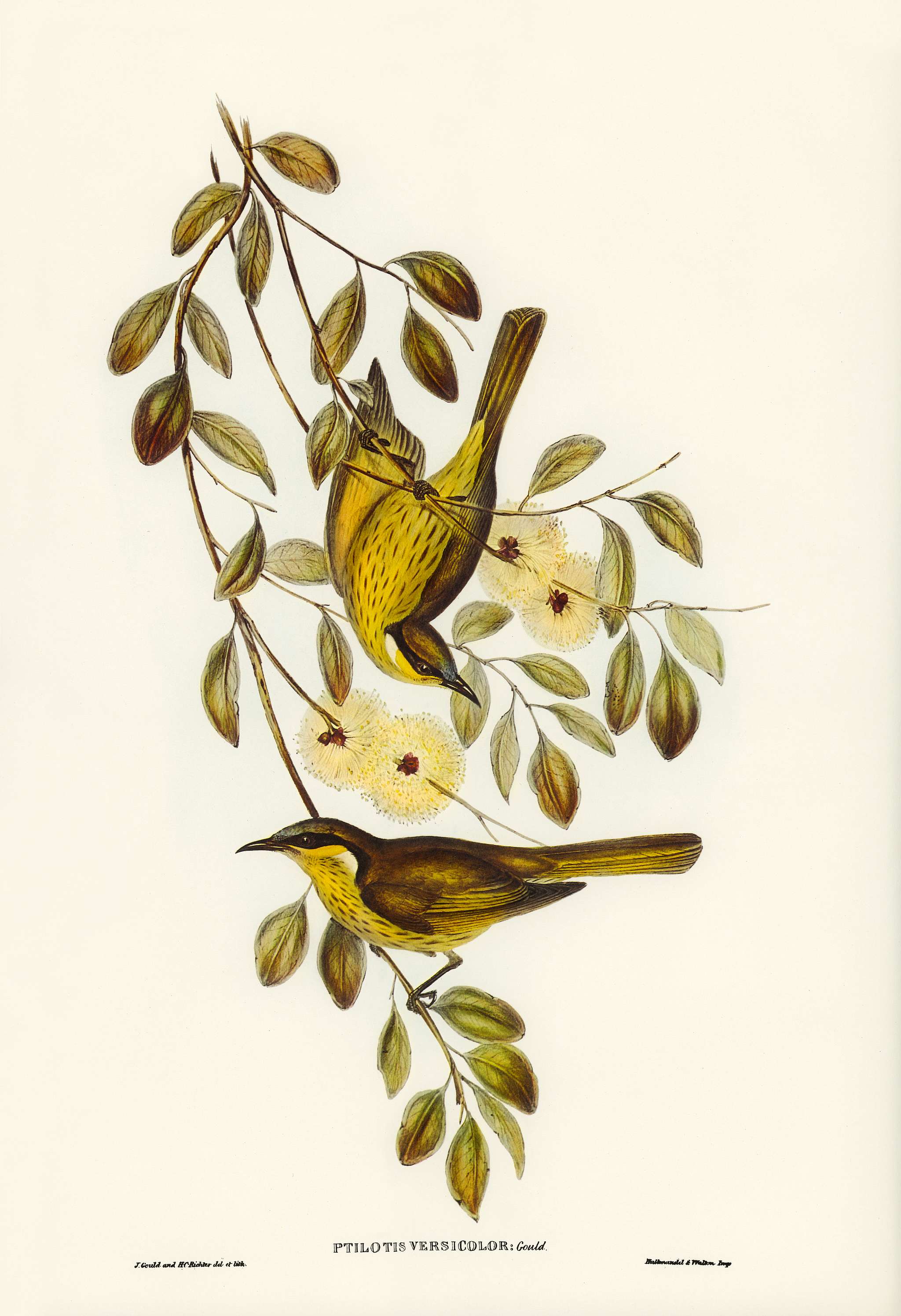 Varied Honey-eater (Ptilotis versicolor) illustrated by Elizabeth Gould (1804–1841) for John Gould’s (1804-1881... Varied Honey-eater (Ptilotis versicolor) illustrated by Elizabeth Gould (1804–1841) for John Gould’s (1804-1881...