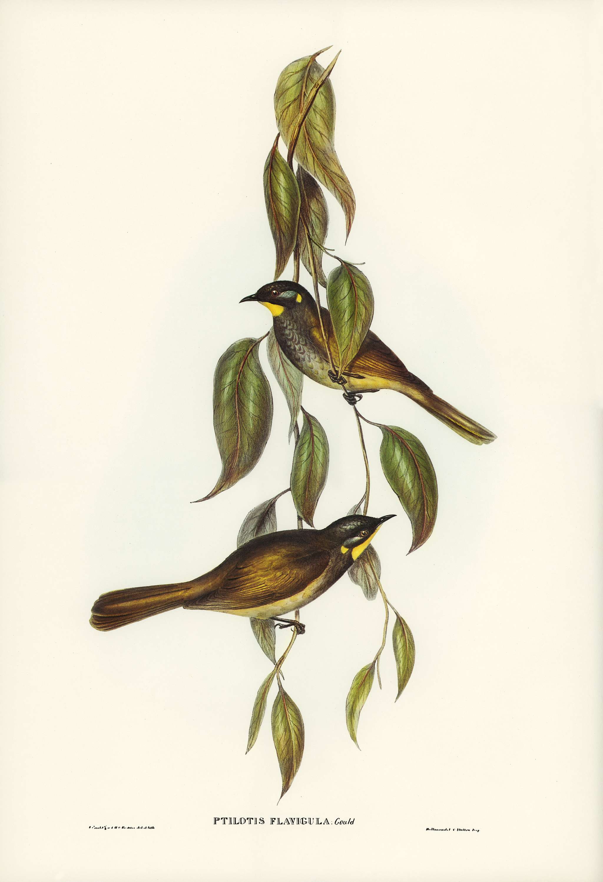 Yellow-throated Honey-eater (Ptilotis flavigula) illustrated by Elizabeth Gould (1804–1841) for John Gould’s (... Yellow-throated Honey-eater (Ptilotis flavigula) illustrated by Elizabeth Gould (1804–1841) for John Gould’s (...