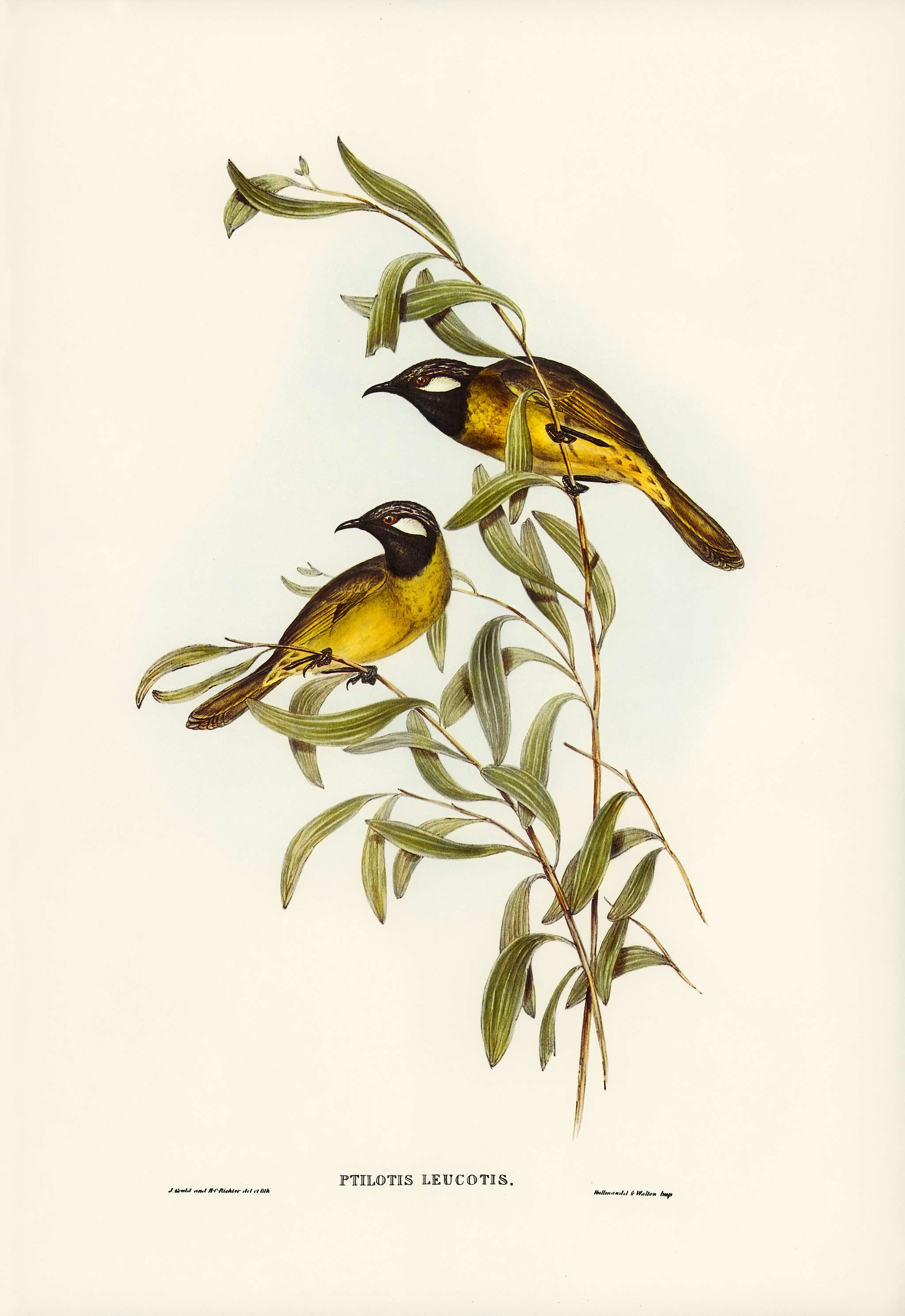 White-eared Honey-eater (Ptilotis leucotis) illustrated by Elizabeth Gould (1804–1841) for John Gould’s (1804-... White-eared Honey-eater (Ptilotis leucotis) illustrated by Elizabeth Gould (1804–1841) for John Gould’s (1804-...
