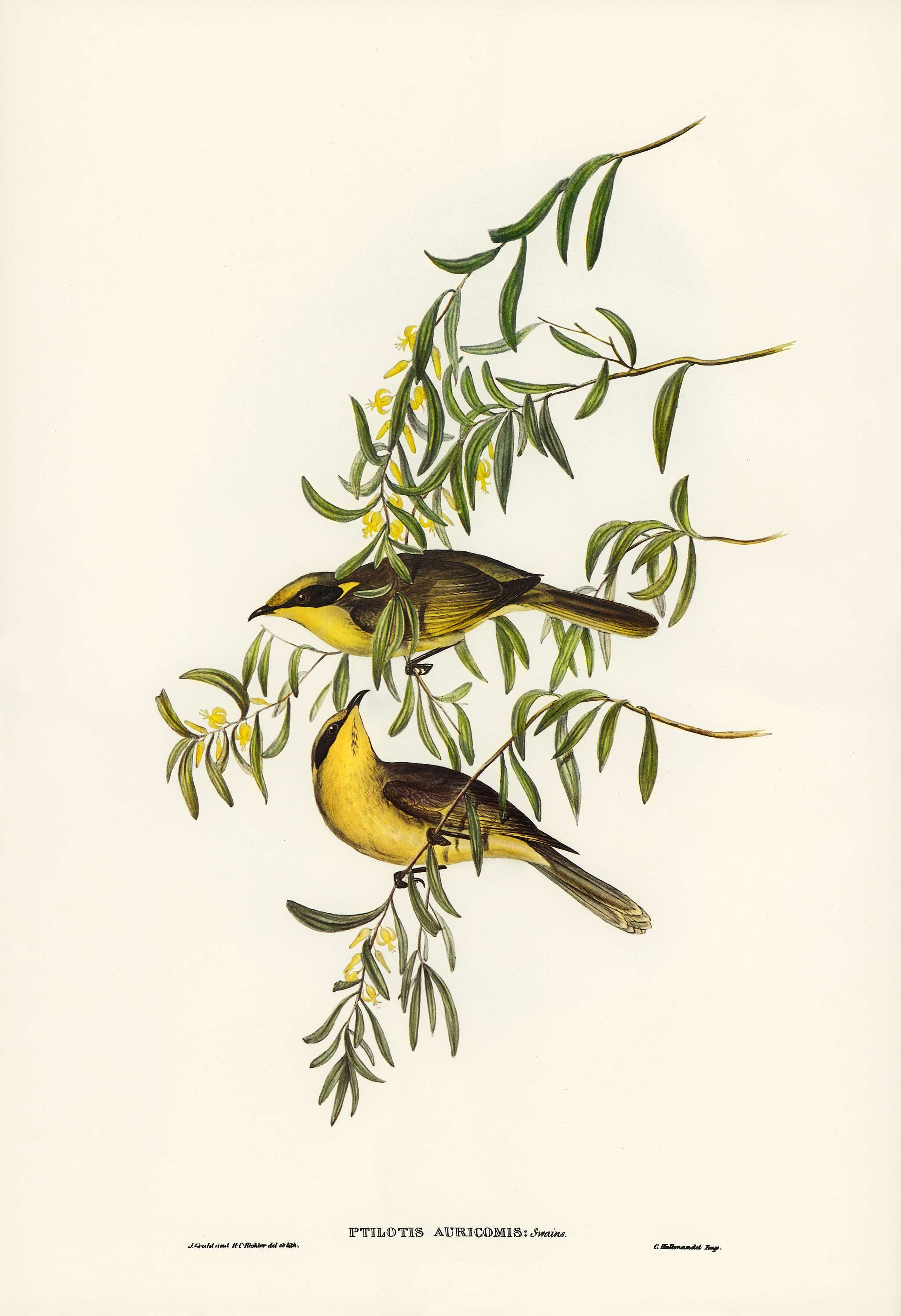Yellow-tufted Honey-eater (Ptilotis auricomis) illustrated by Elizabeth Gould (1804–1841) for John Gould’s (1804... Yellow-tufted Honey-eater (Ptilotis auricomis) illustrated by Elizabeth Gould (1804–1841) for John Gould’s (1804...