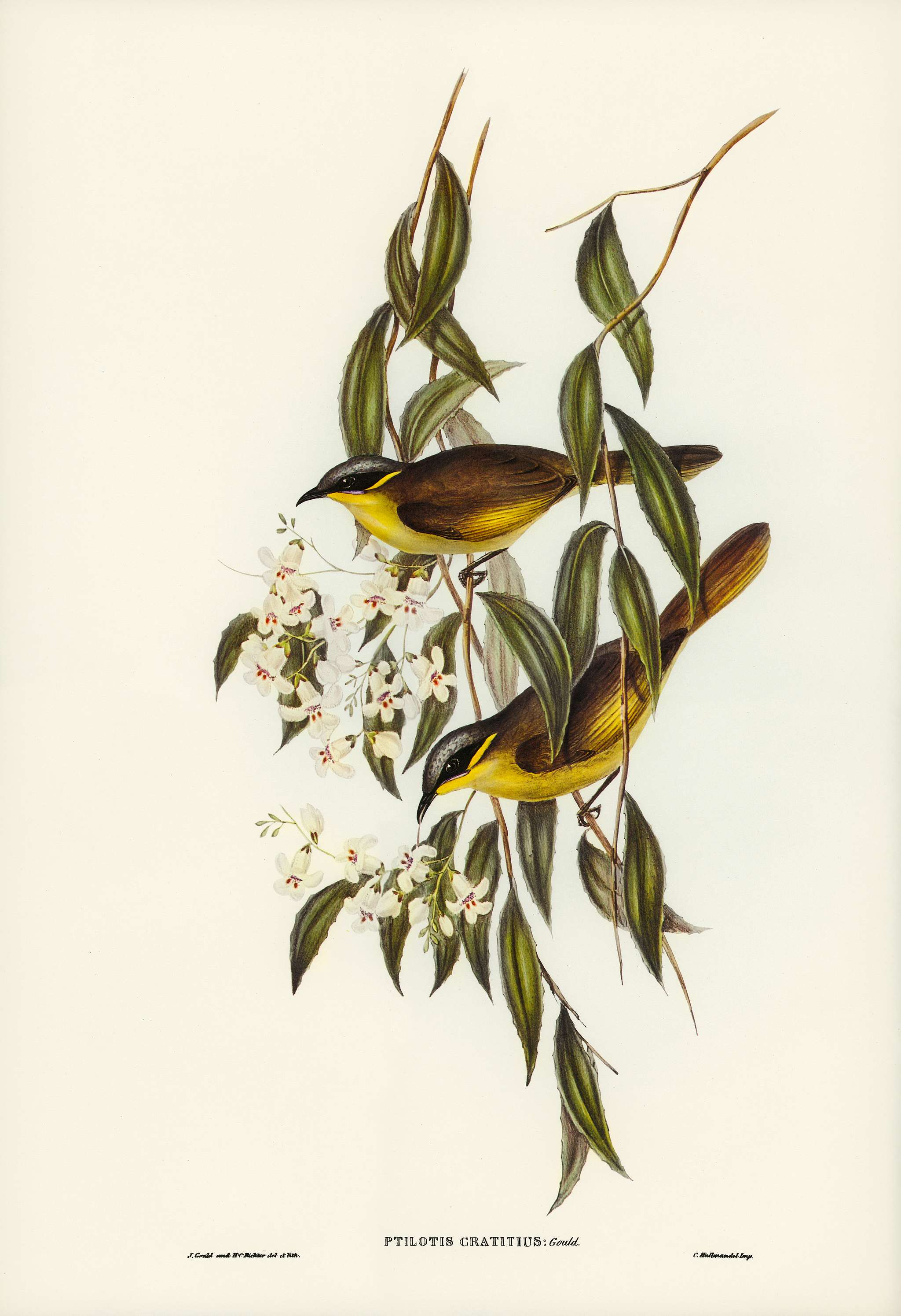 Wattle-cheeked Honey-eater (Ptilotis cratitius) illustrated by Elizabeth Gould (1804–1841) for John Gould’s (... Wattle-cheeked Honey-eater (Ptilotis cratitius) illustrated by Elizabeth Gould (1804–1841) for John Gould’s (...