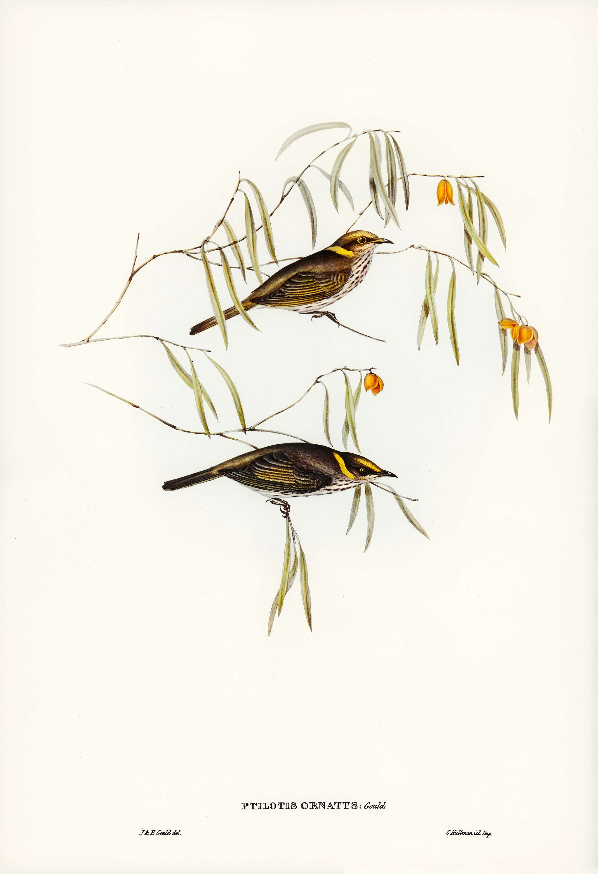 Graceful Honey-eater (Ptilotis ornatus) illustrated by Elizabeth Gould (1804–1841) for John Gould’s (1804-1881)... Graceful Honey-eater (Ptilotis ornatus) illustrated by Elizabeth Gould (1804–1841) for John Gould’s (1804-1881)...