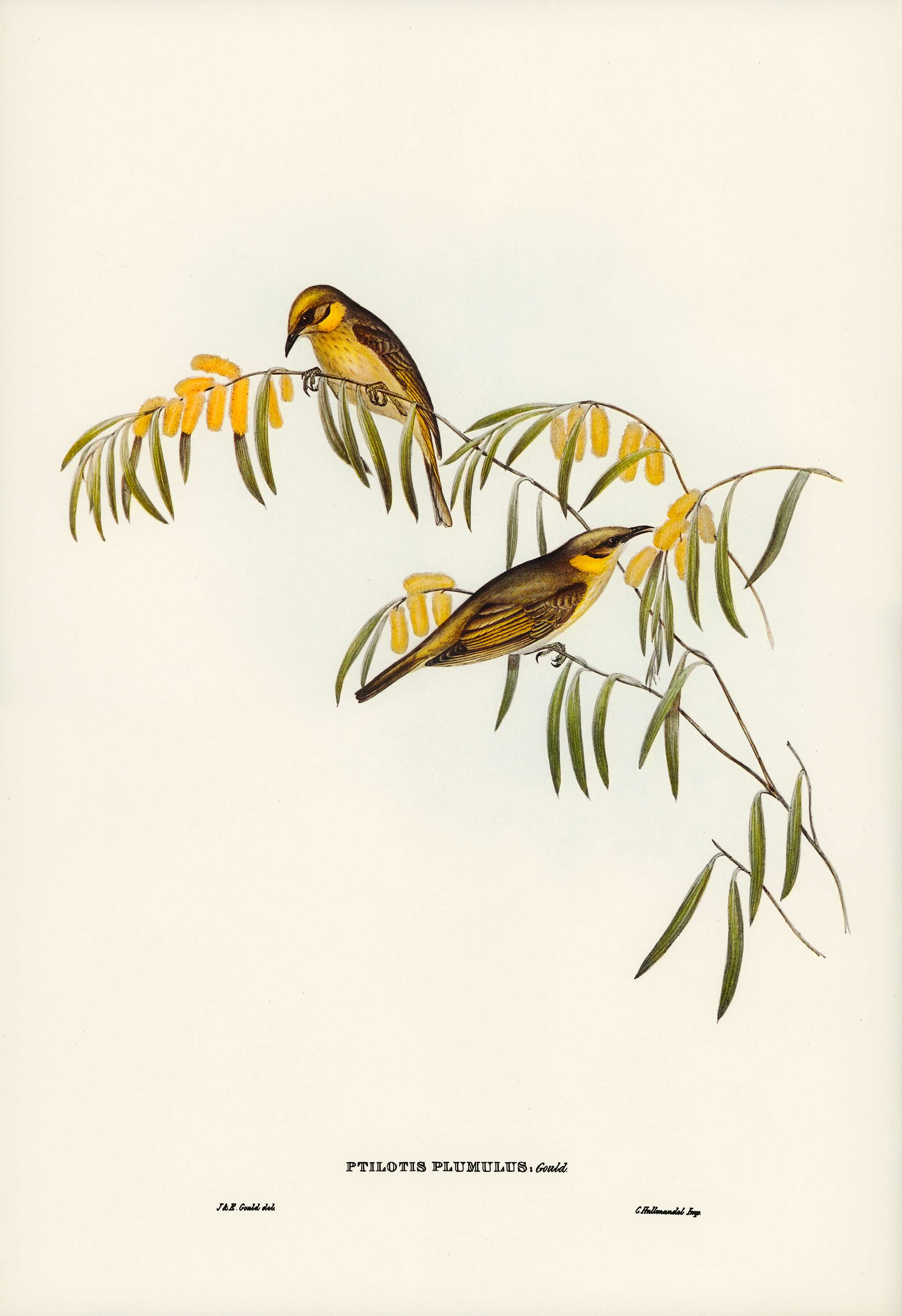 Plumed Honey-eater (Ptilotis plumulus) illustrated by Elizabeth Gould (1804–1841) for John Gould’s (1804-1881)... Plumed Honey-eater (Ptilotis plumulus) illustrated by Elizabeth Gould (1804–1841) for John Gould’s (1804-1881)...