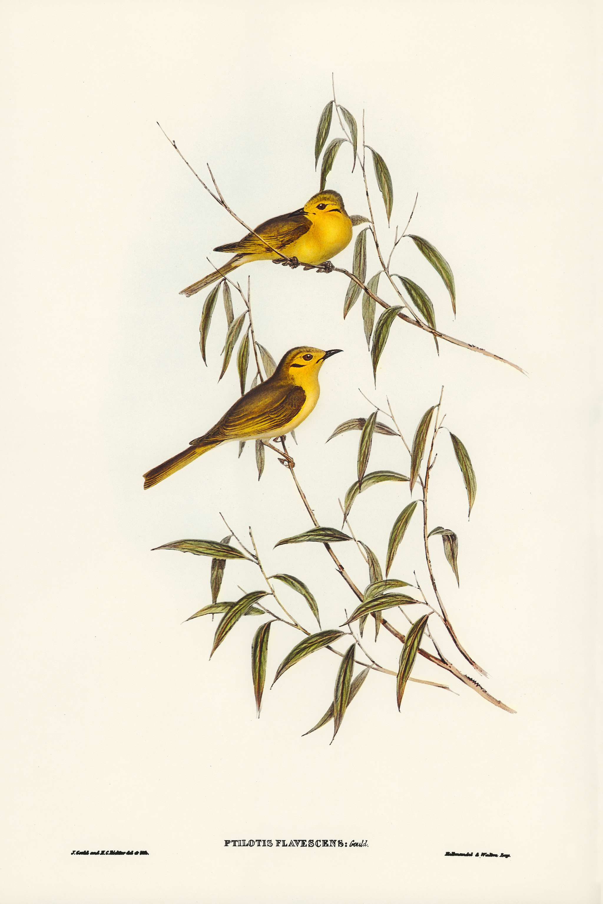 Yellow-tinted Honey-eater (Ptilotis flavescens) illustrated by Elizabeth Gould (1804–1841) for John Gould’s (... Yellow-tinted Honey-eater (Ptilotis flavescens) illustrated by Elizabeth Gould (1804–1841) for John Gould’s (...