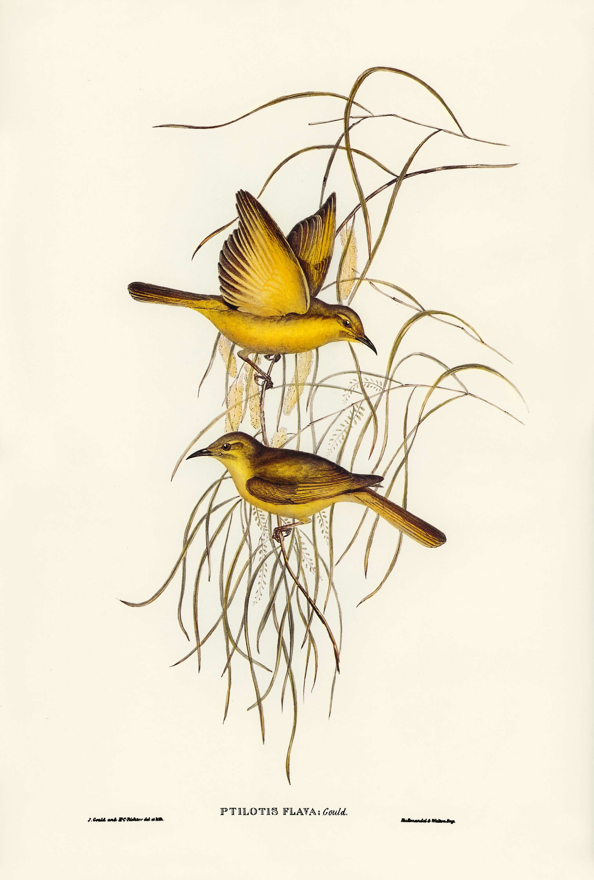 Yellow Honey-eater (Ptilotis flava) illustrated by Elizabeth Gould (1804–1841) for John Gould’s (1804-1881)... Yellow Honey-eater (Ptilotis flava) illustrated by Elizabeth Gould (1804–1841) for John Gould’s (1804-1881)...