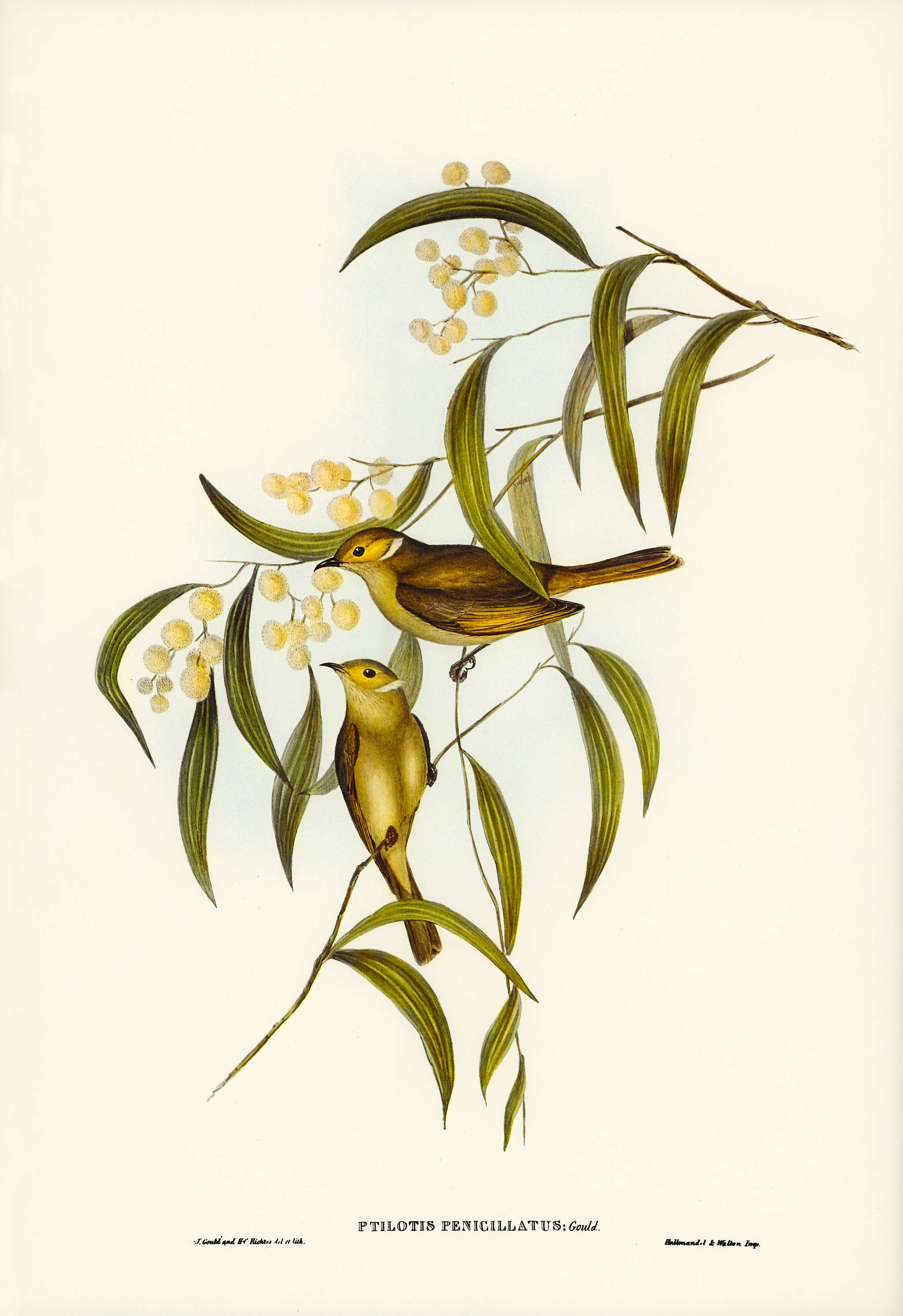 White-plumed Honey-eater (Ptilotis penicillatus) illustrated by Elizabeth Gould (1804–1841) for John Gould’s (... White-plumed Honey-eater (Ptilotis penicillatus) illustrated by Elizabeth Gould (1804–1841) for John Gould’s (...