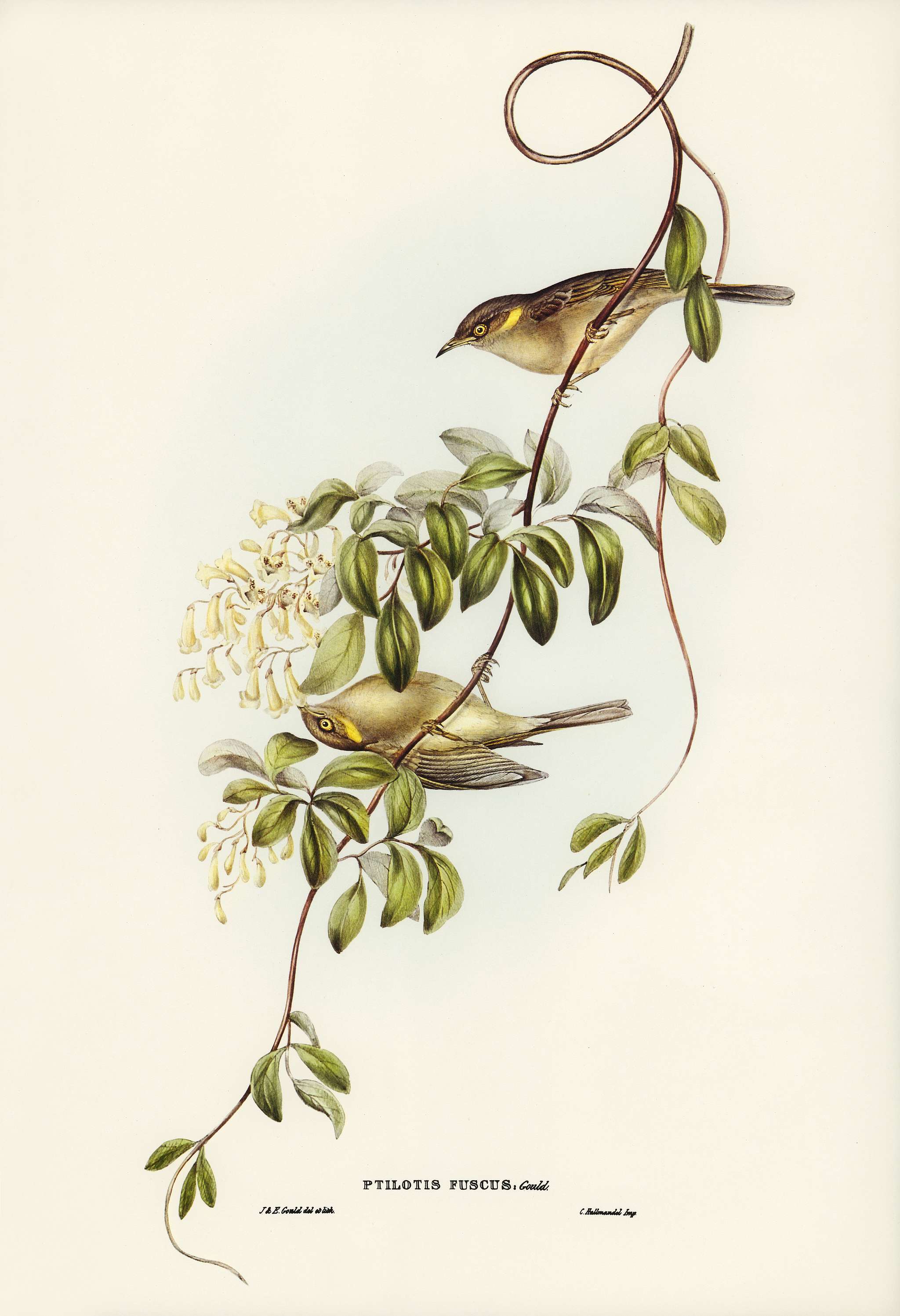Fuscous Honey-eater (Ptilotis fusca) illustrated by Elizabeth Gould (1804–1841) for John Gould’s (1804-1881)... Fuscous Honey-eater (Ptilotis fusca) illustrated by Elizabeth Gould (1804–1841) for John Gould’s (1804-1881)...
