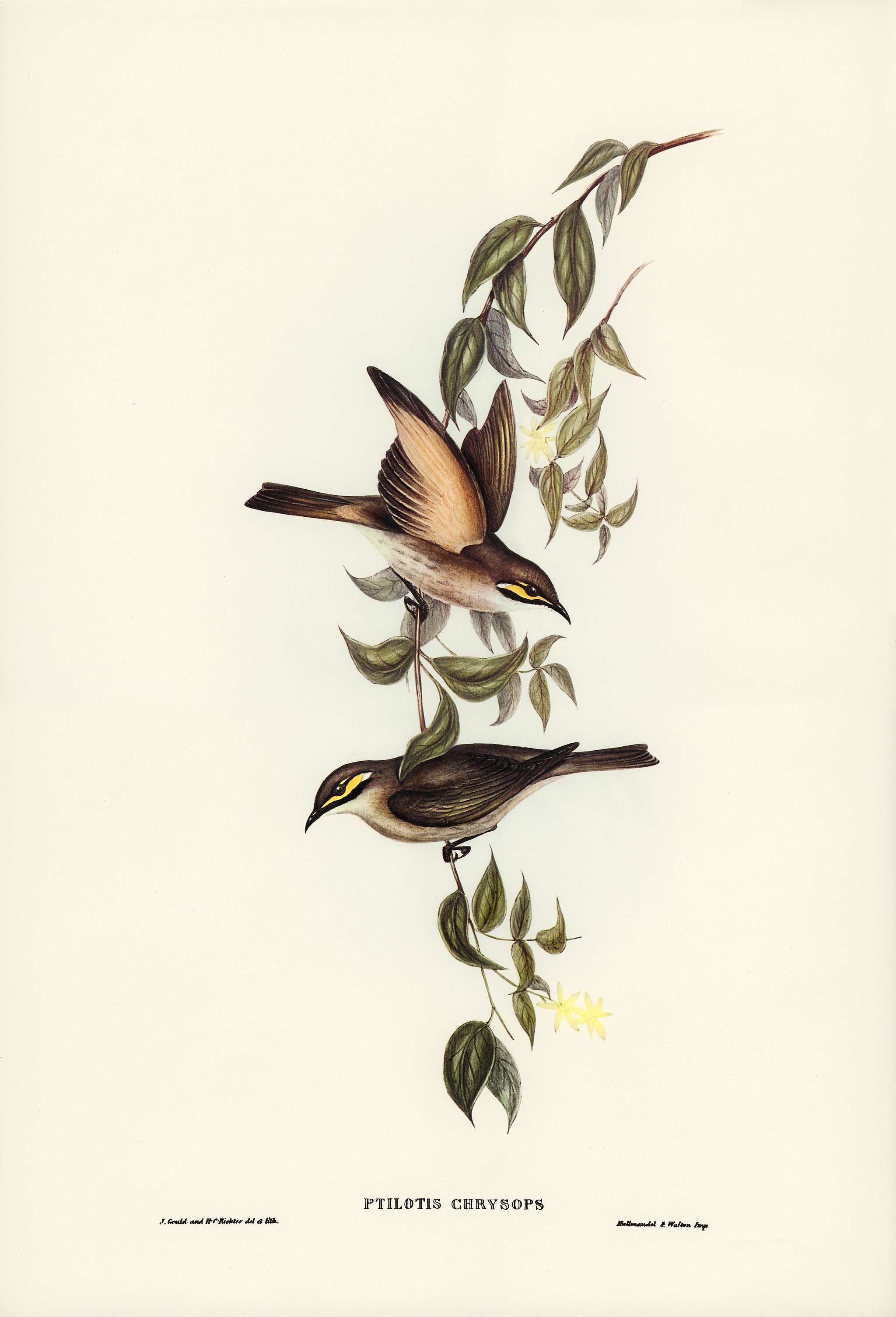 Yellow-faced Honey-eater (Ptilotis chrysops) illustrated by Elizabeth Gould (1804–1841) for John Gould’s (1804-... Yellow-faced Honey-eater (Ptilotis chrysops) illustrated by Elizabeth Gould (1804–1841) for John Gould’s (1804-...