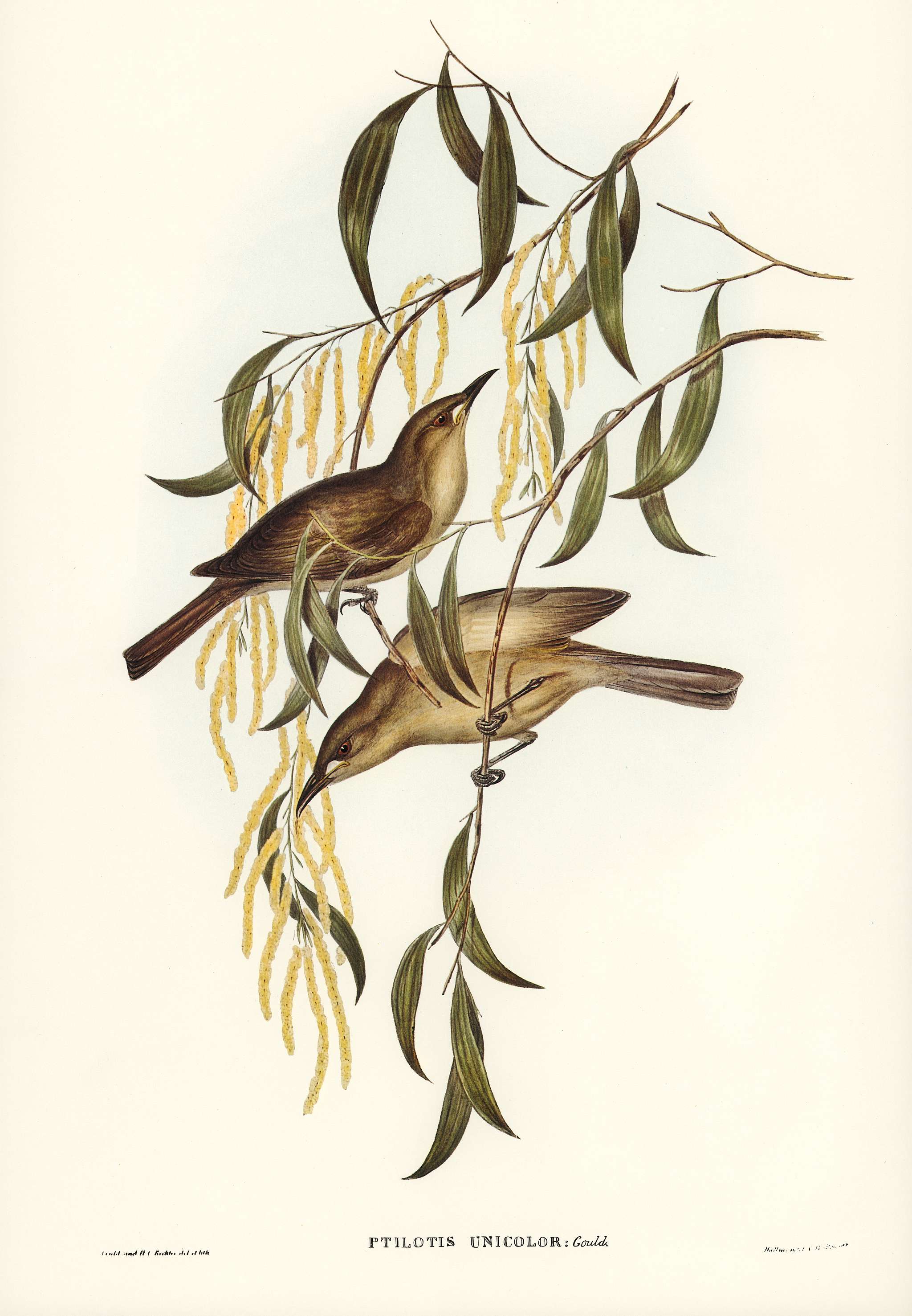 Uniform Honey-eater (Ptilotis unicolor) illustrated by Elizabeth Gould (1804–1841) for John Gould’s (1804-1881)... Uniform Honey-eater (Ptilotis unicolor) illustrated by Elizabeth Gould (1804–1841) for John Gould’s (1804-1881)...