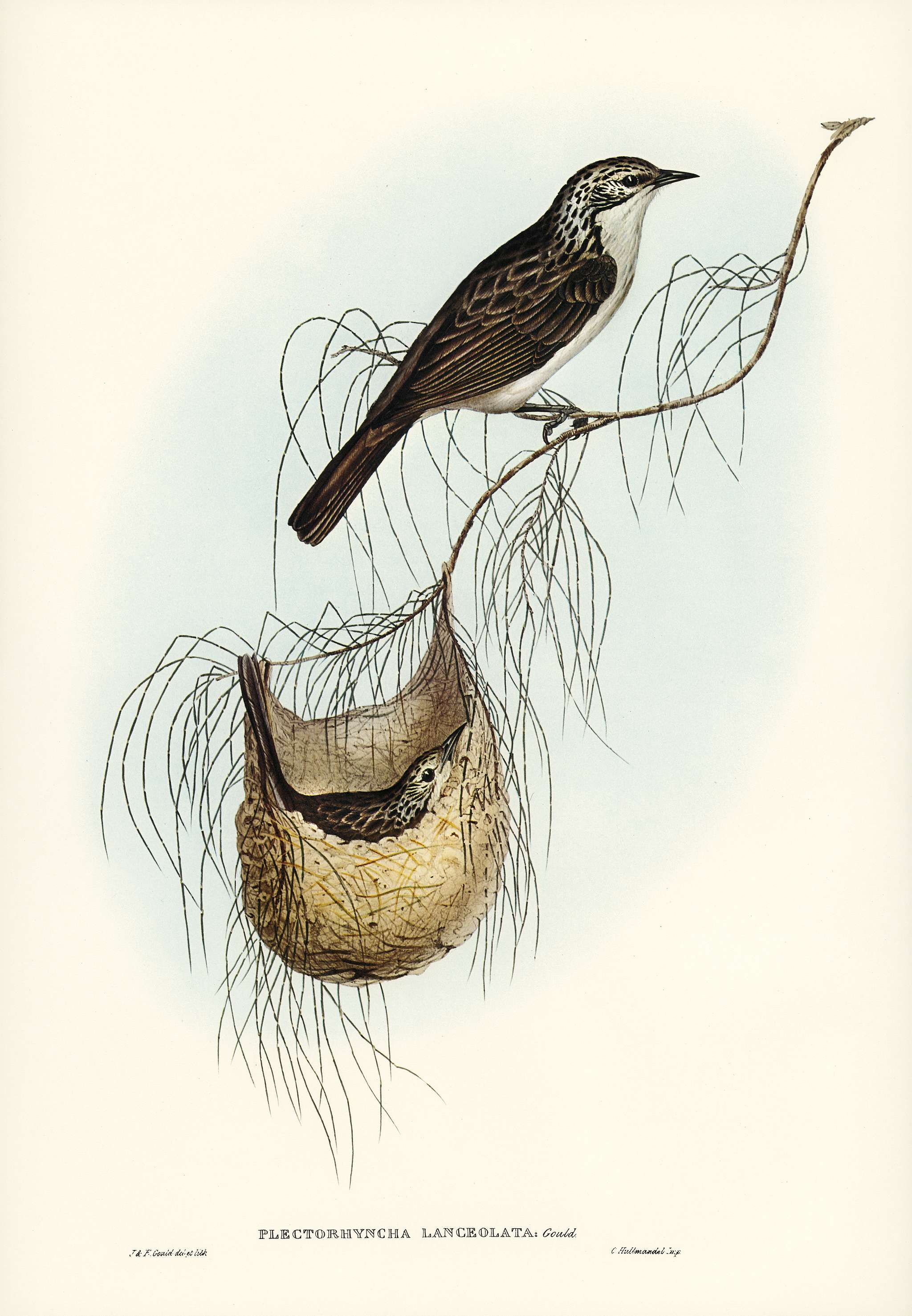 Lanceolate Honey-eater (Plectorhyncha lanceolata) illustrated by Elizabeth Gould (1804–1841) for John Gould’s (... Lanceolate Honey-eater (Plectorhyncha lanceolata) illustrated by Elizabeth Gould (1804–1841) for John Gould’s (...