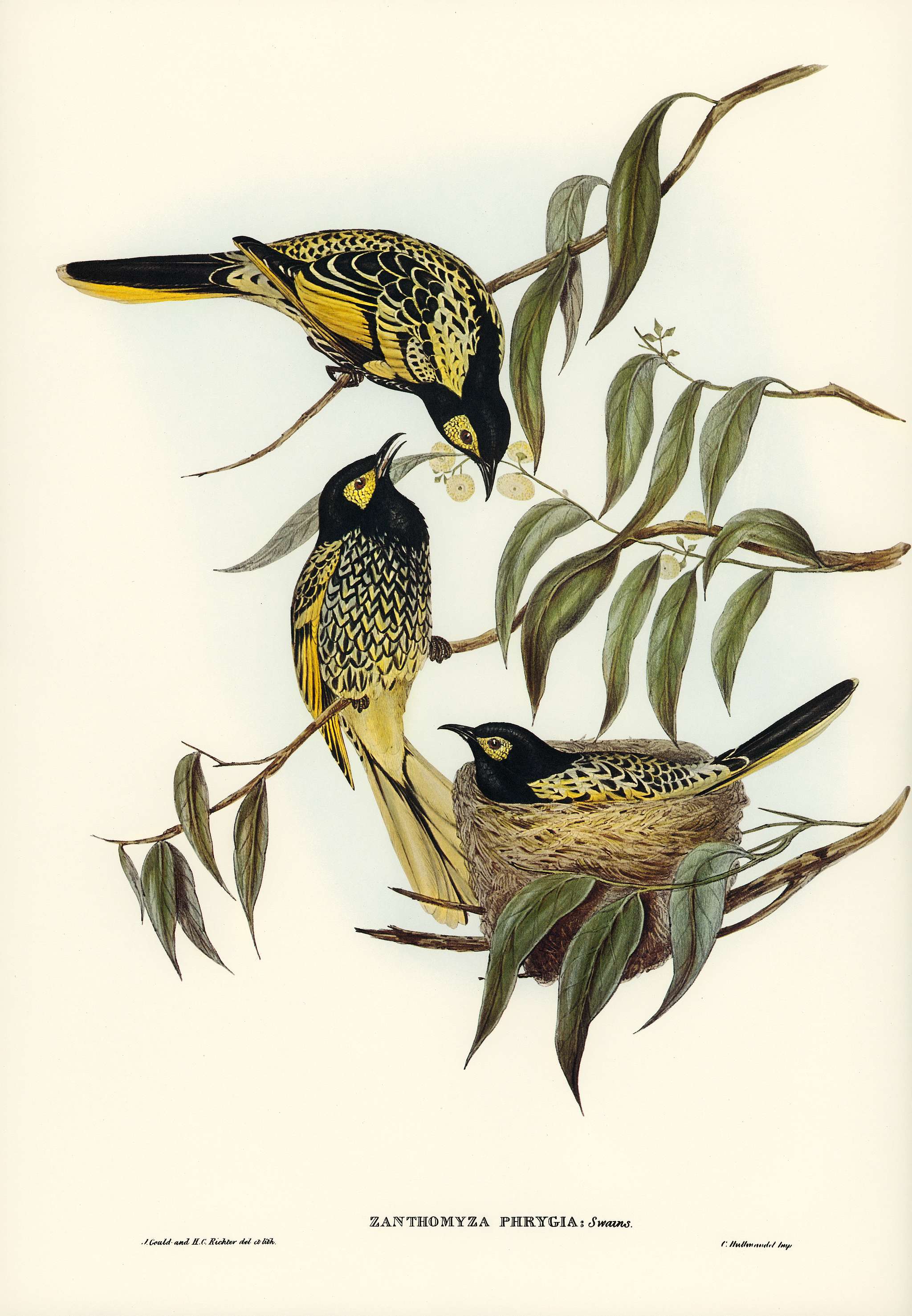 Warty-faced Honey-eater (Zanthomyza Phrygia) illustrated by Elizabeth Gould (1804–1841) for John Gould’s (1804-... Warty-faced Honey-eater (Zanthomyza Phrygia) illustrated by Elizabeth Gould (1804–1841) for John Gould’s (1804-...