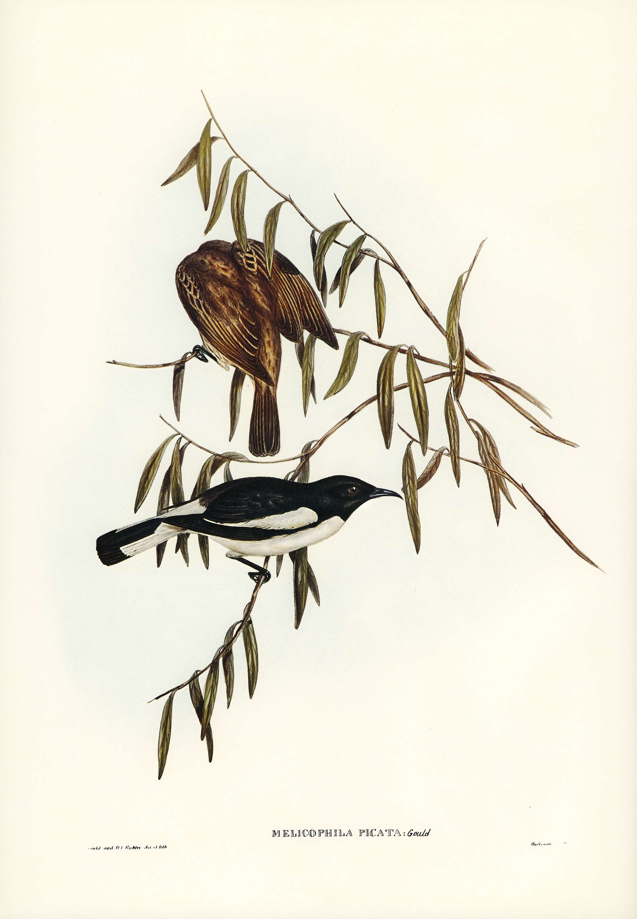 Pied Honey-eater (Melicophila picata) illustrated by Elizabeth Gould (1804–1841) for John Gould’s (1804-1881)... Pied Honey-eater (Melicophila picata) illustrated by Elizabeth Gould (1804–1841) for John Gould’s (1804-1881)...