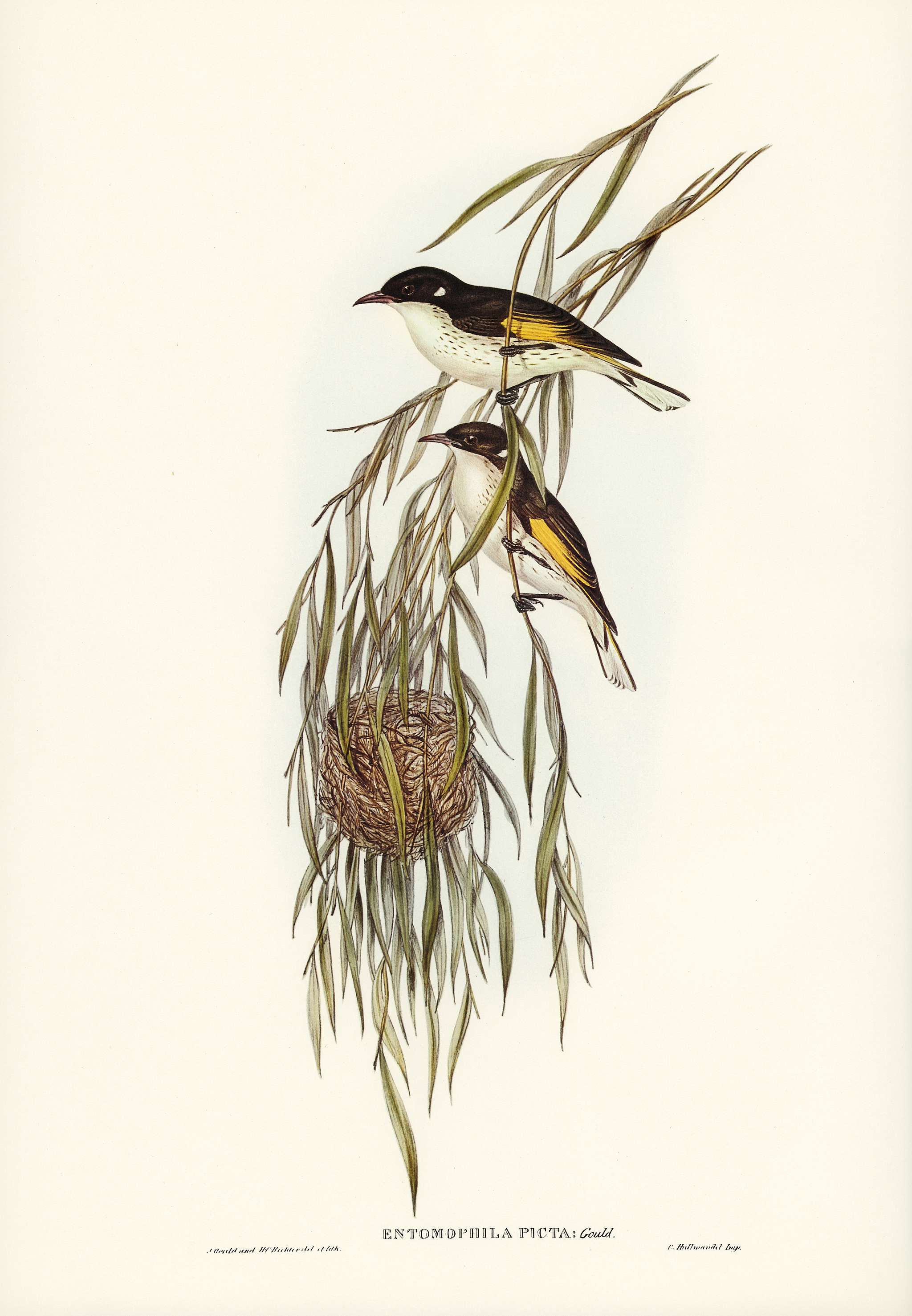 Painted Honey-eater (Entomophila picta) illustrated by Elizabeth Gould (1804–1841) for John Gould’s (1804-1881)... Painted Honey-eater (Entomophila picta) illustrated by Elizabeth Gould (1804–1841) for John Gould’s (1804-1881)...